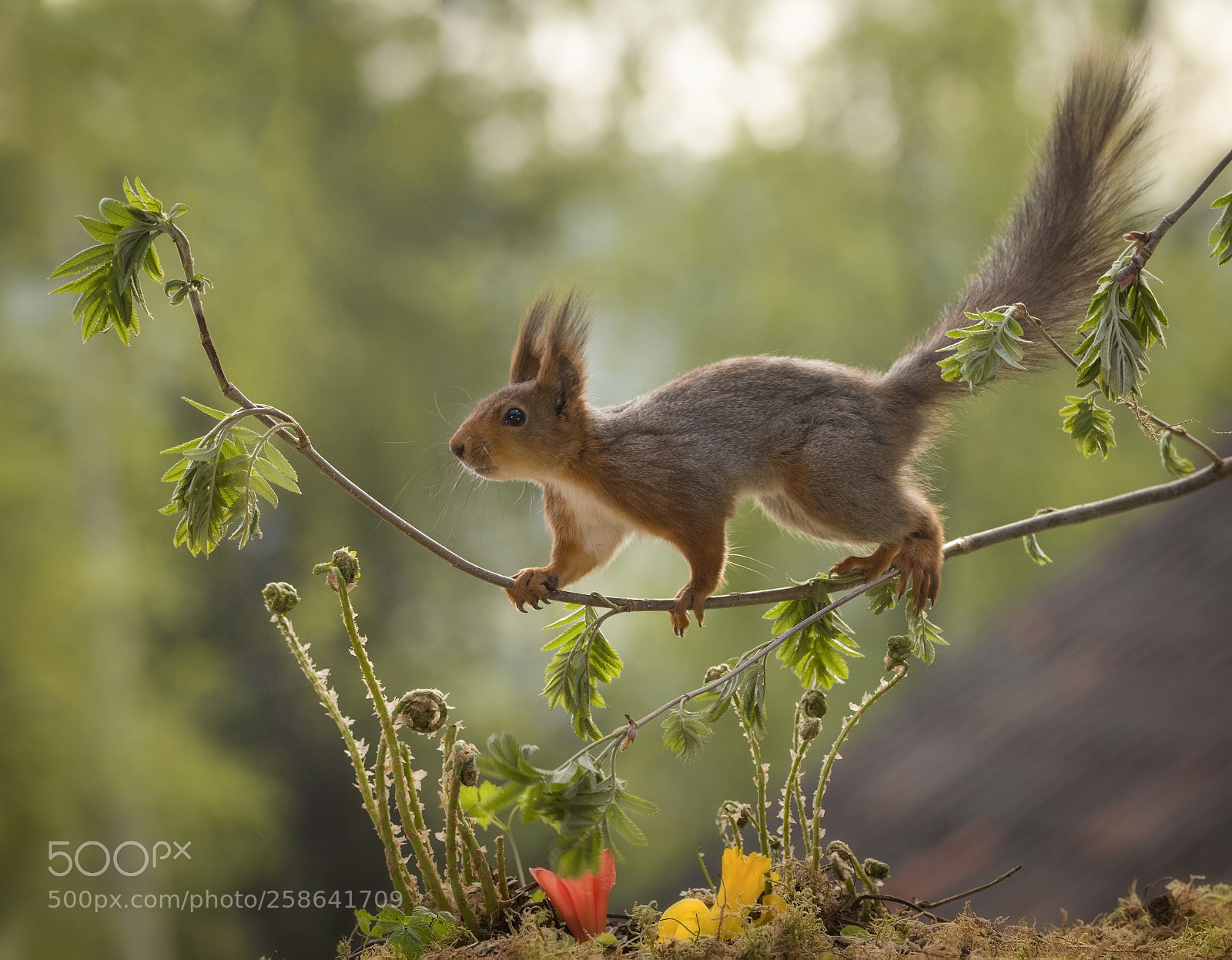 Nikon D810 sample photo. Red squirrel is looking photography