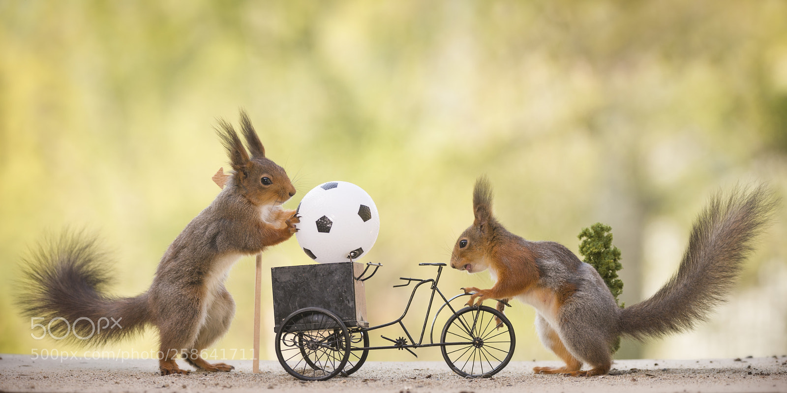 Nikon D810 sample photo. Red squirrels with a photography