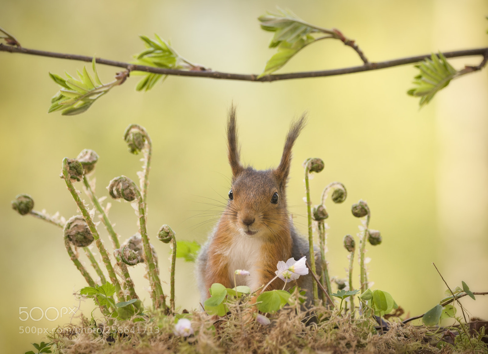 Nikon D810 sample photo. Red squirrel standing behind photography