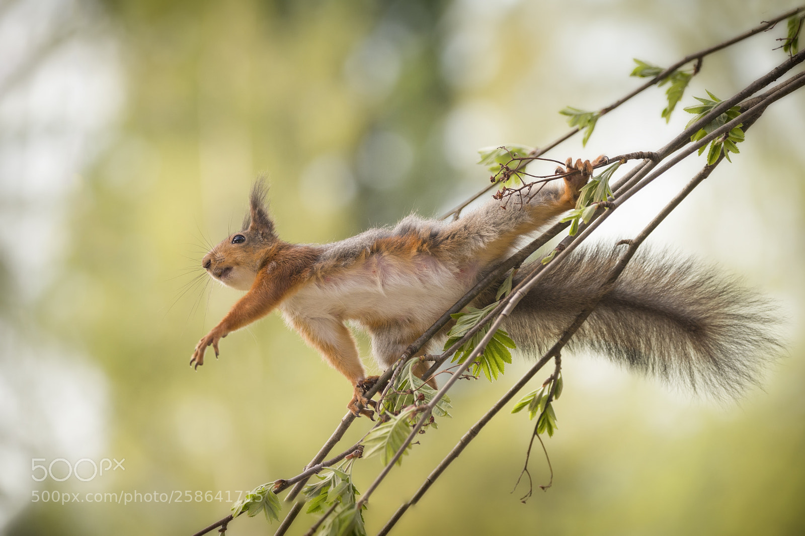 Nikon D810 sample photo. Red squirrel in an photography