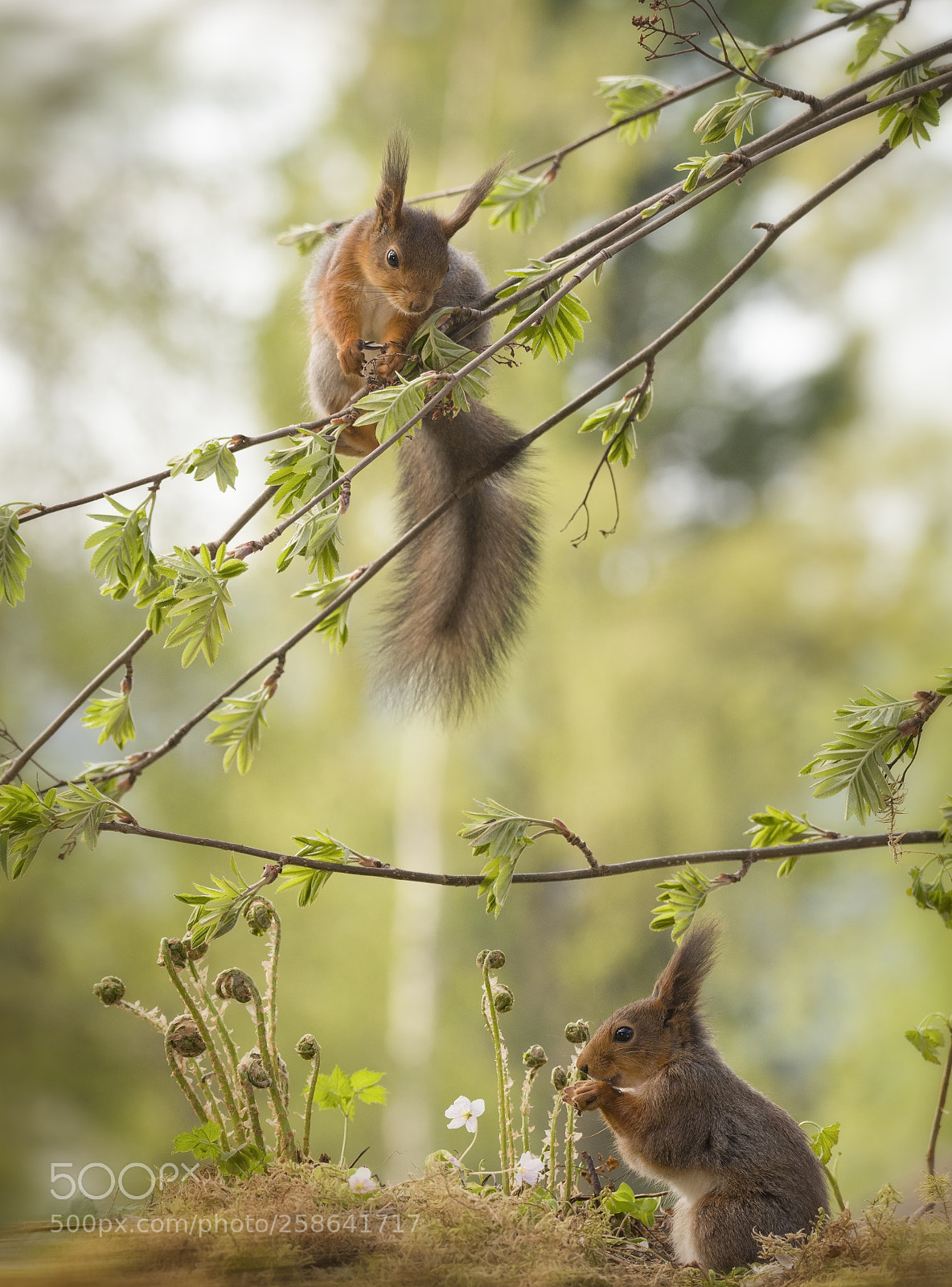 Nikon D810 sample photo. Red squirrel on a photography