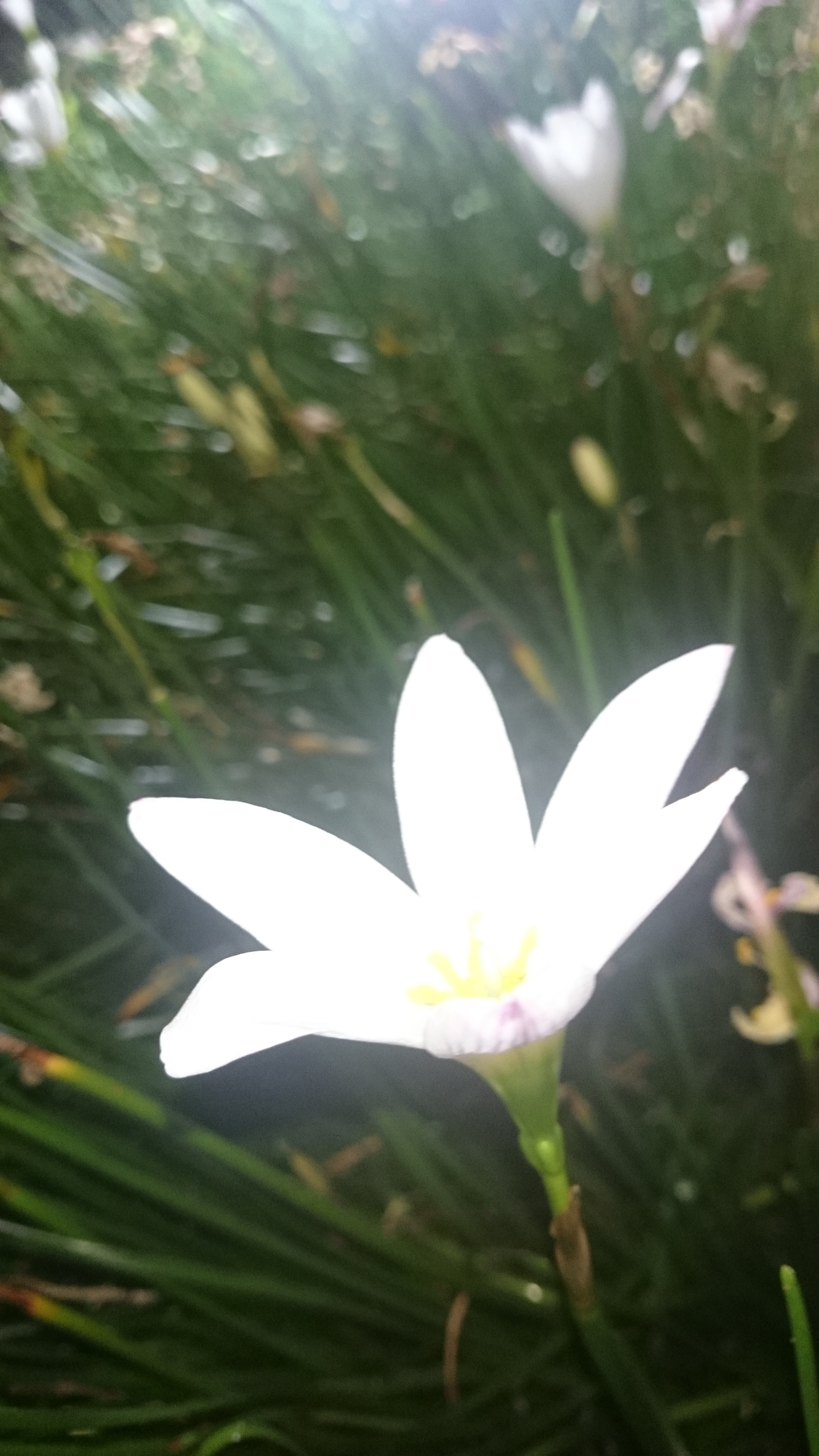 Sony Xperia Z2 sample photo. Photos photography