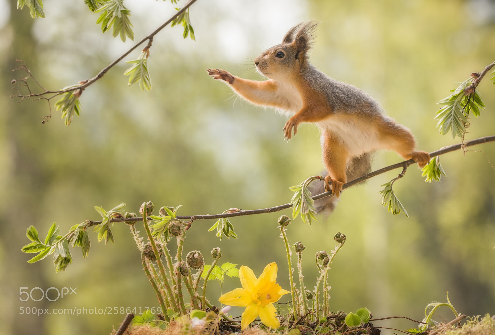 Nikon D810 sample photo. Red squirrel on branch photography