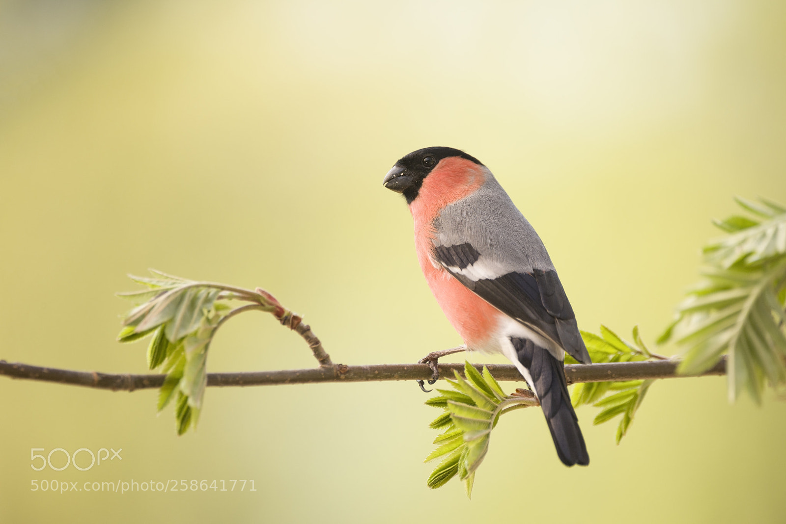 Nikon D810 sample photo. Male bullfinch is standing photography
