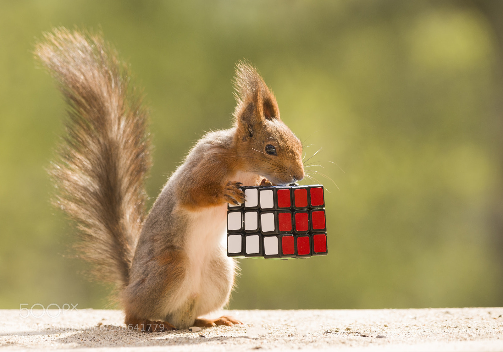 Nikon D810 sample photo. Red squirrel is holding photography