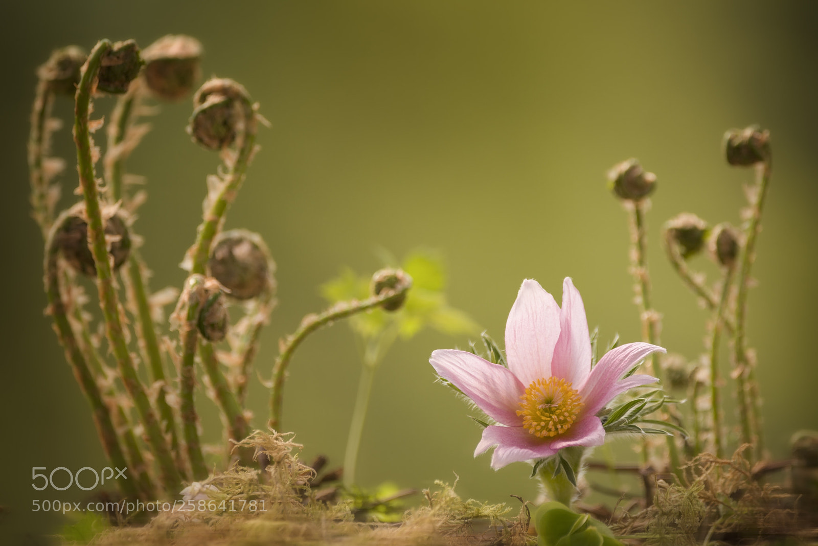 Nikon D810 sample photo. Pasqueflower with ferns in photography