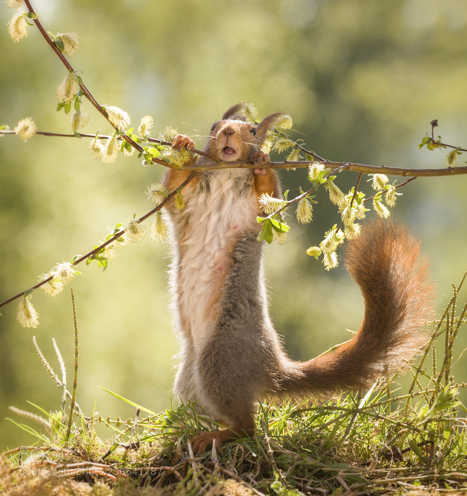 Nikon D810 sample photo. Red squirrel holding a photography