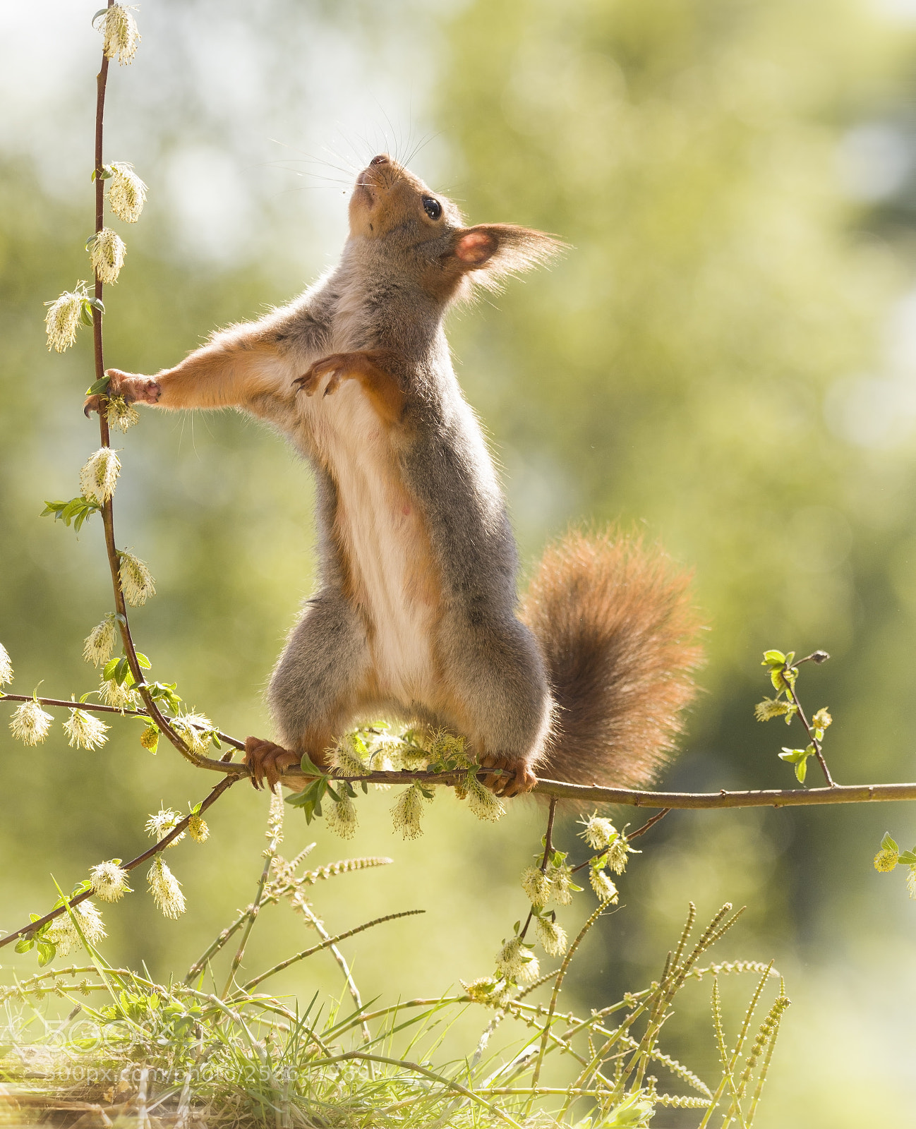 Nikon D810 sample photo. Red squirrel on branch photography
