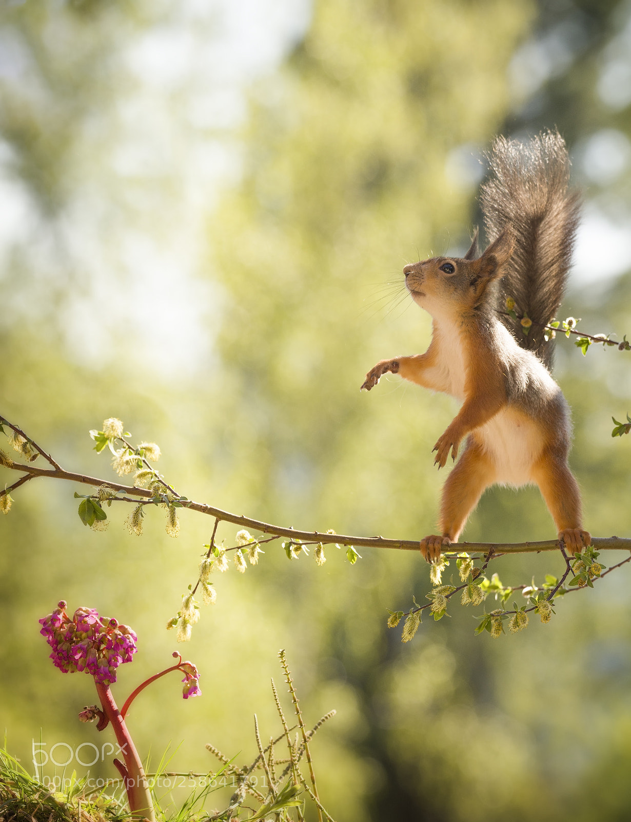 Nikon D810 sample photo. Red squirrel on branch photography