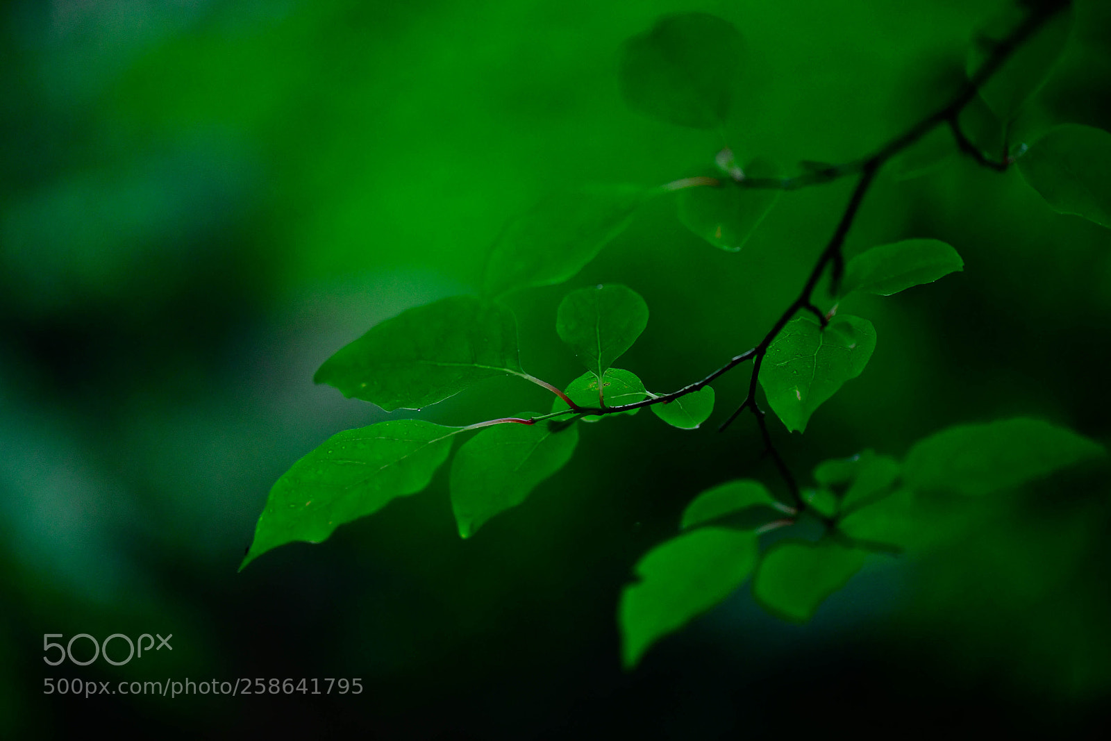 Nikon D850 sample photo. Rainy green photography