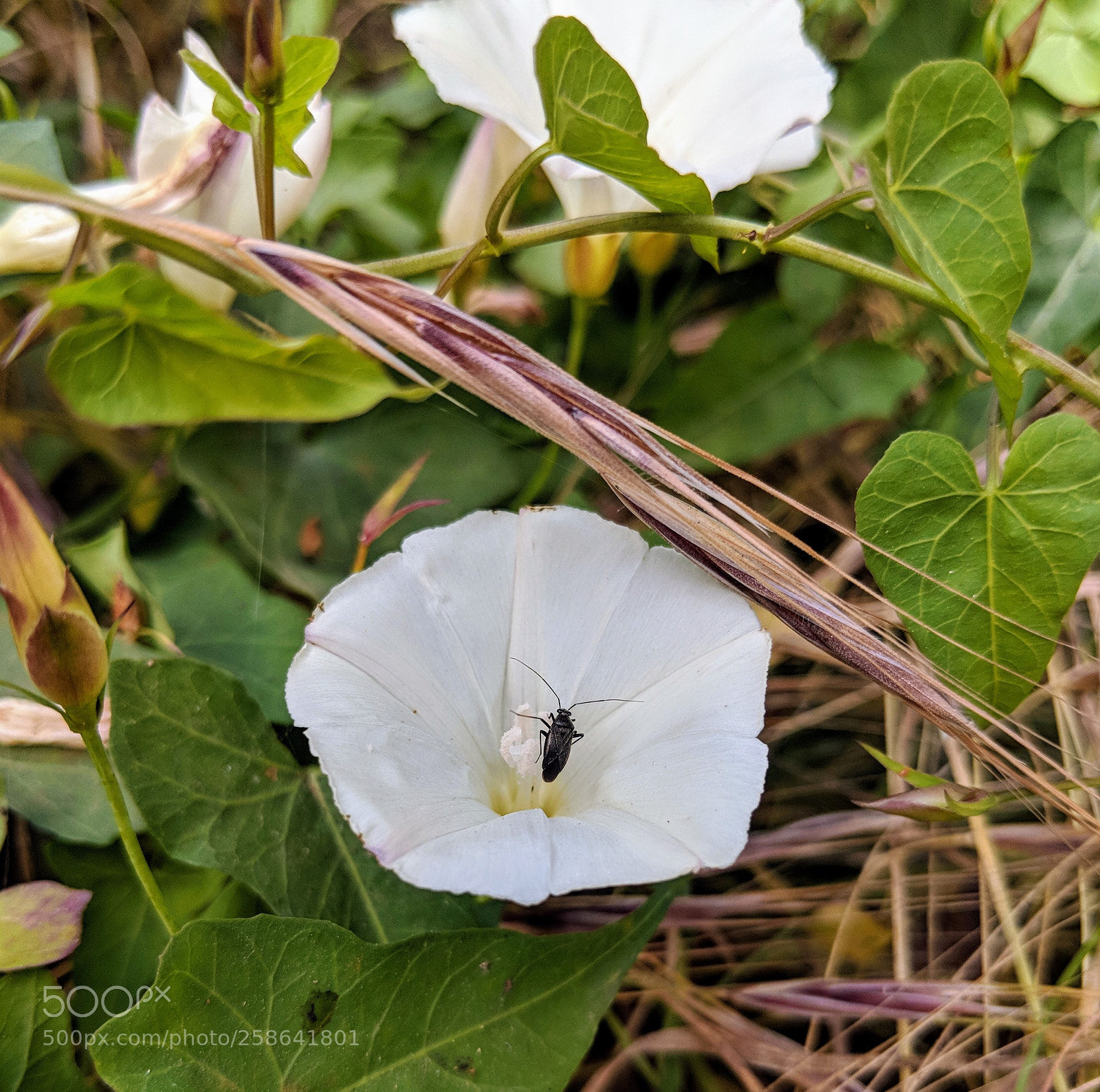 Google Pixel 2 XL sample photo. Untitled photography