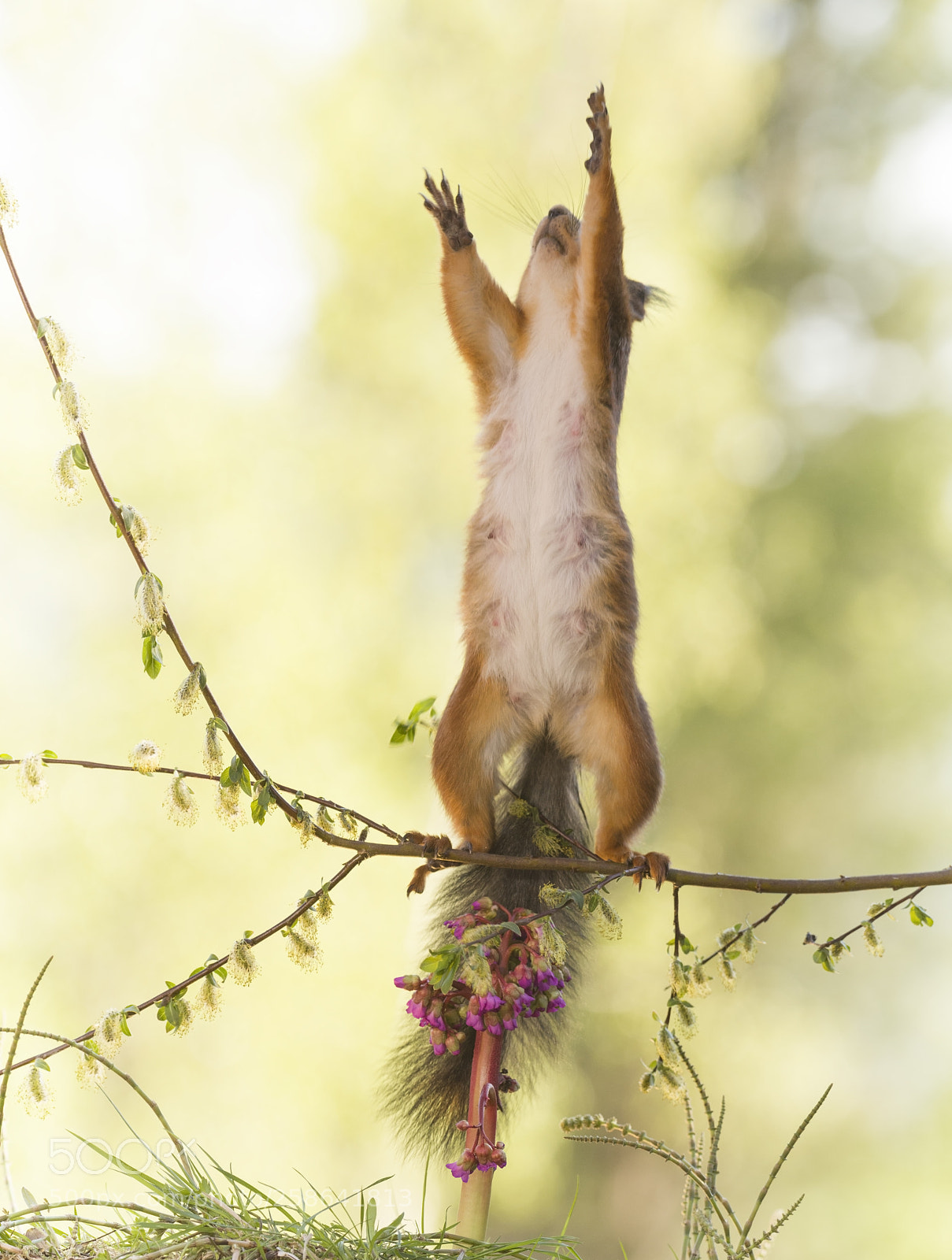 Nikon D810 sample photo. Red squirrel on branch photography