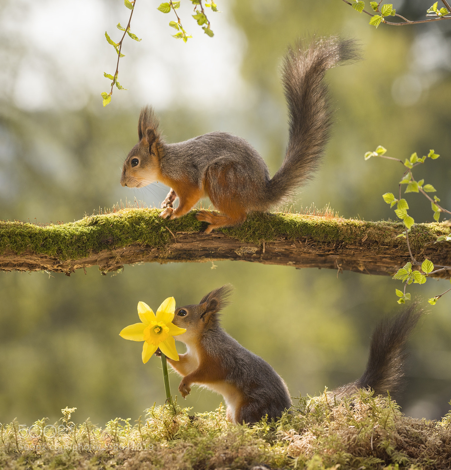 Nikon D810 sample photo. Red squirrels with an photography