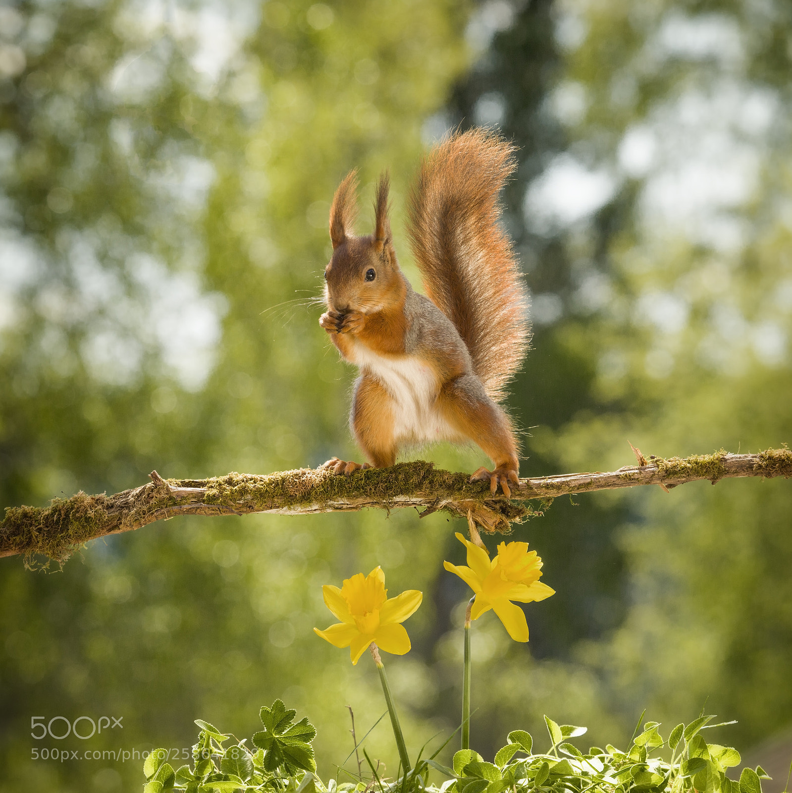 Nikon D810 sample photo. Red squirrel on a photography
