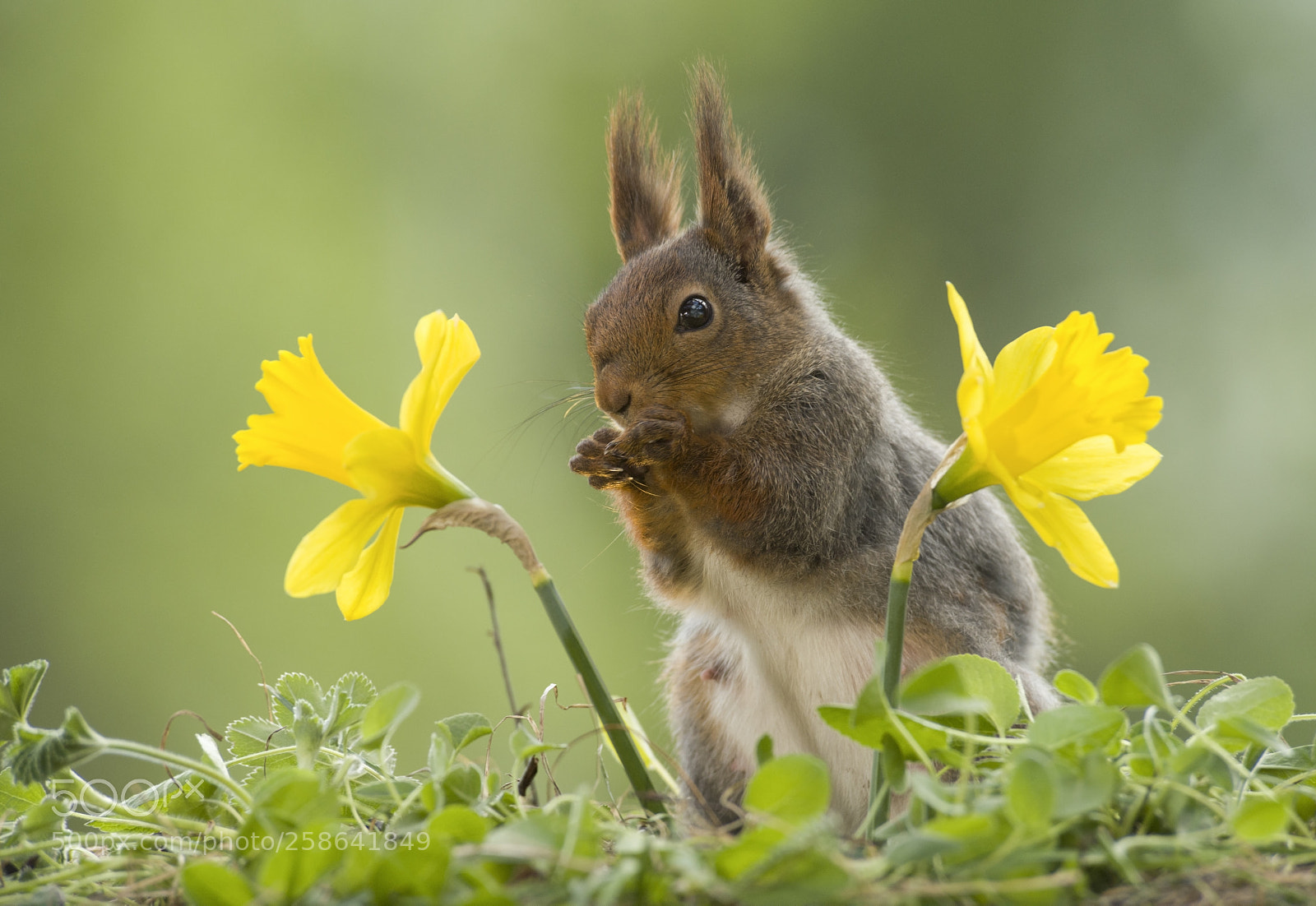 Nikon D810 sample photo. Red squirrel standing between photography