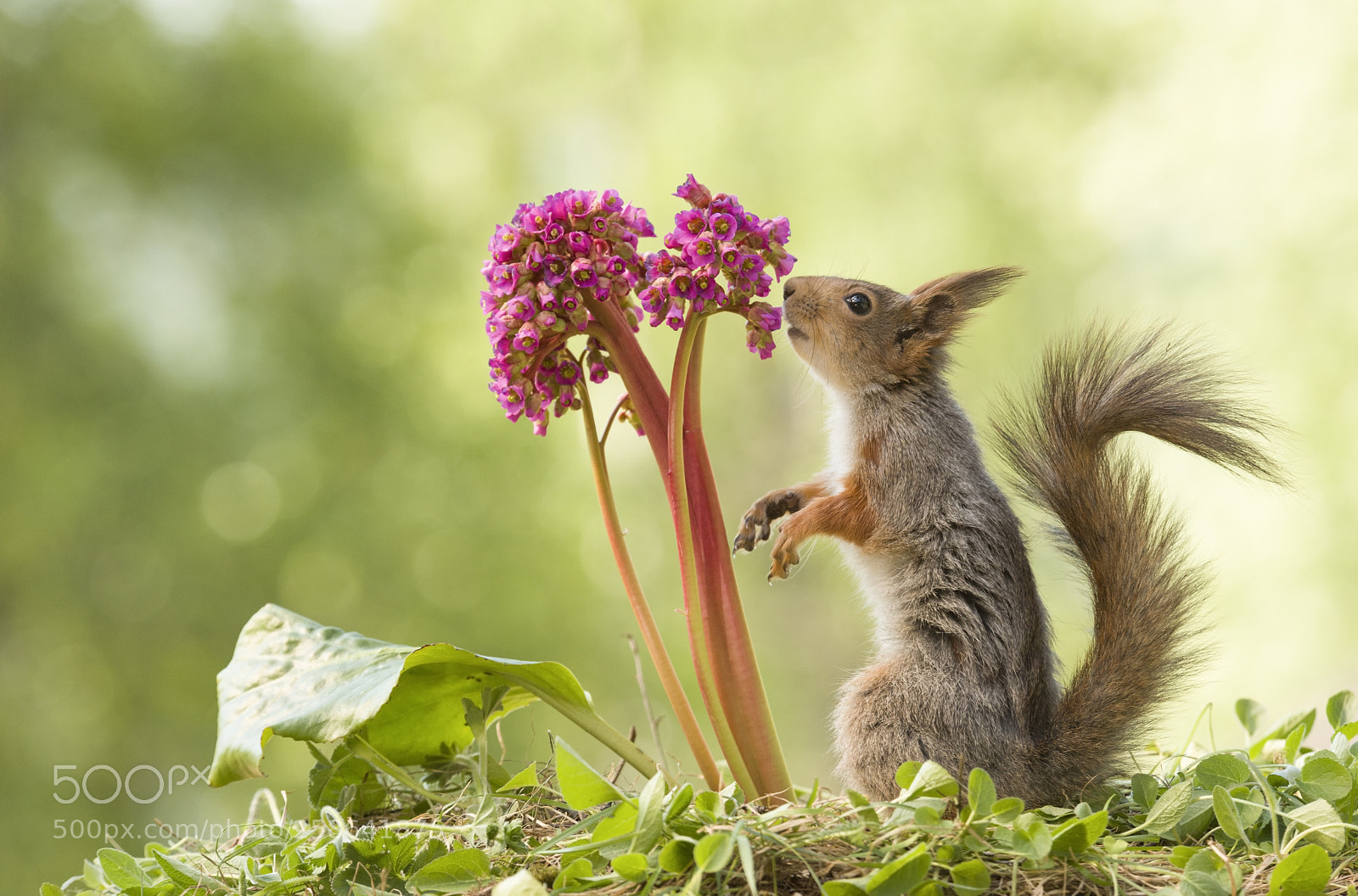 Nikon D810 sample photo. Red squirrel is smelling photography