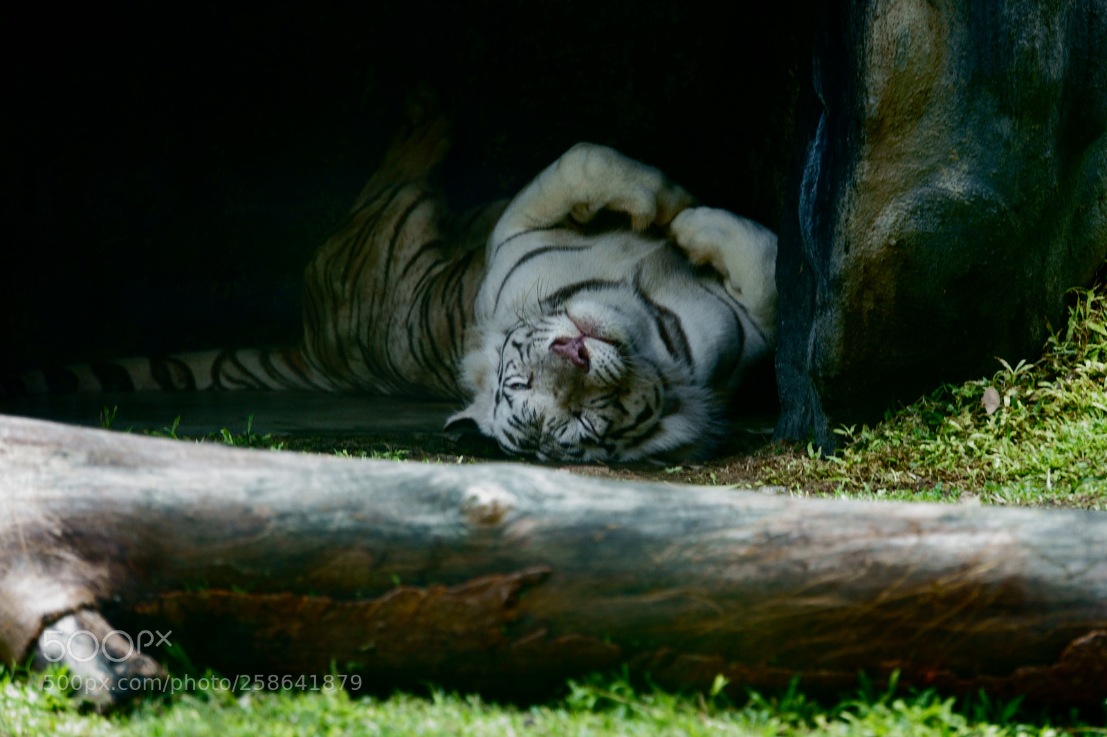 Sony a6000 sample photo. Bengal tiger in action photography