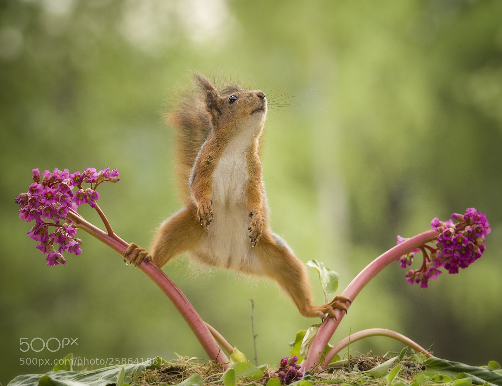 Nikon D810 sample photo. Red squirrel in a photography