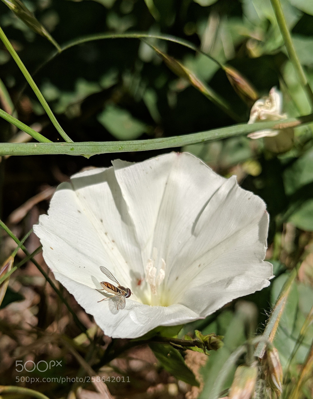 Google Pixel 2 XL sample photo. Untitled photography