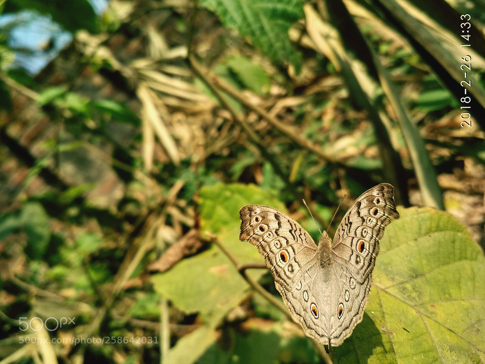 Xiaomi Redmi 4X sample photo. Untitled photography
