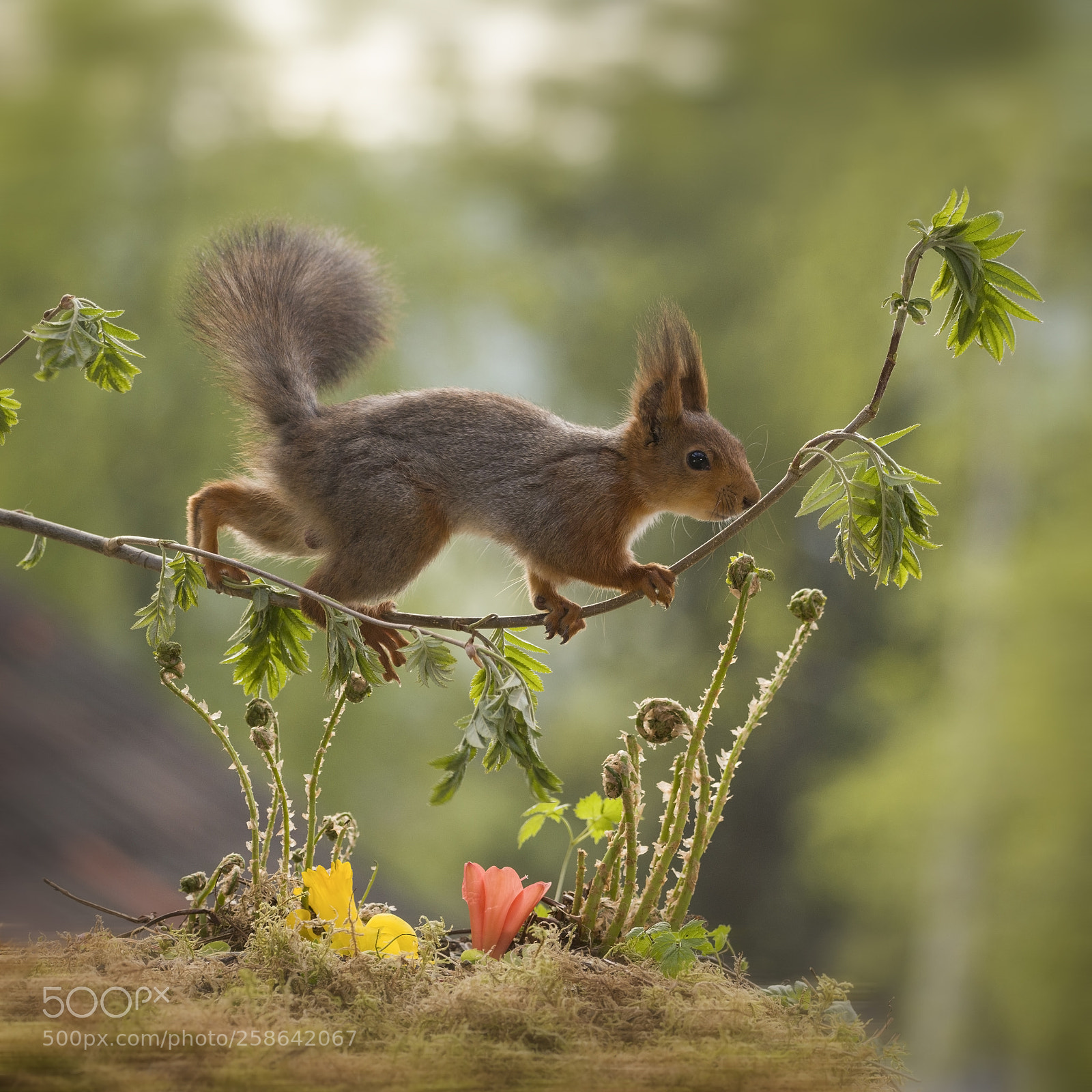 Nikon D810 sample photo. Red squirrel is walking photography