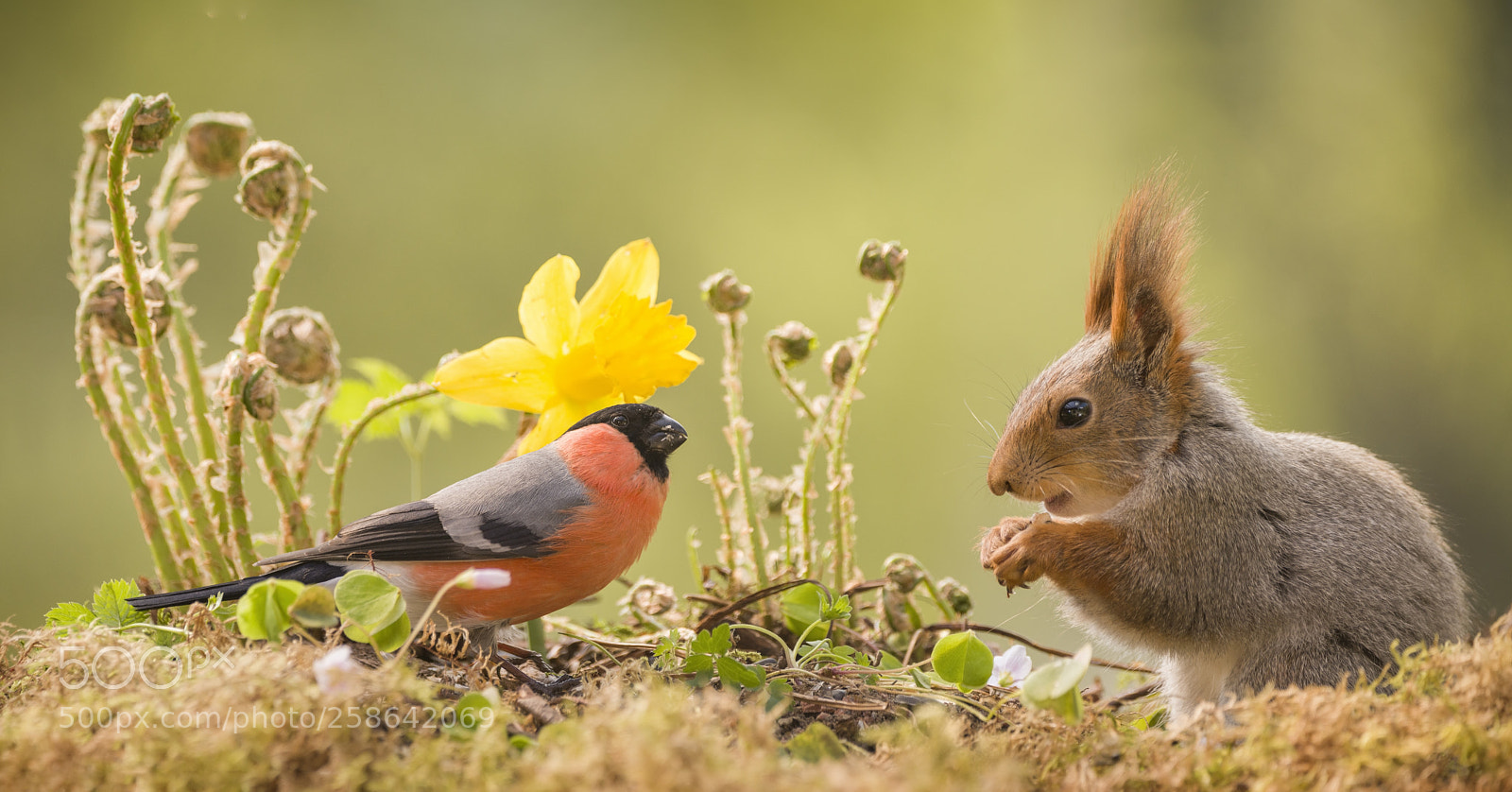 Nikon D810 sample photo. Red squirrel standing with photography