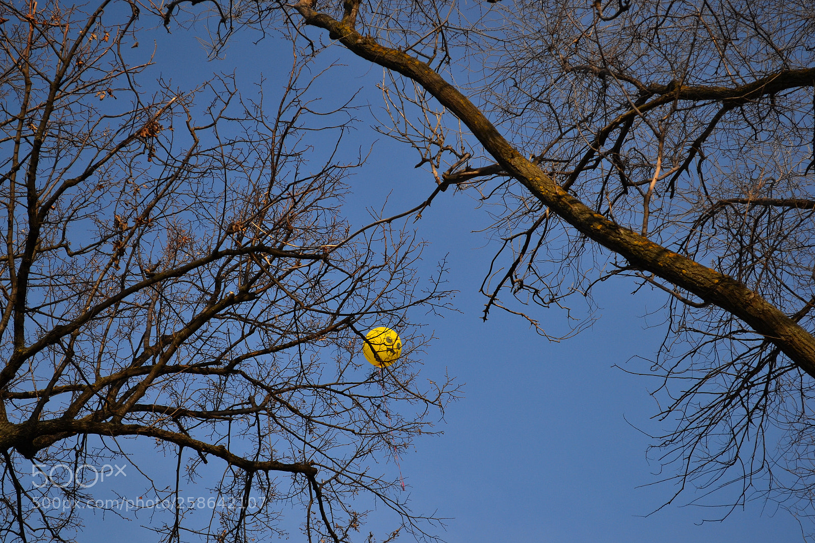Nikon D3100 sample photo. Smile on the tree photography