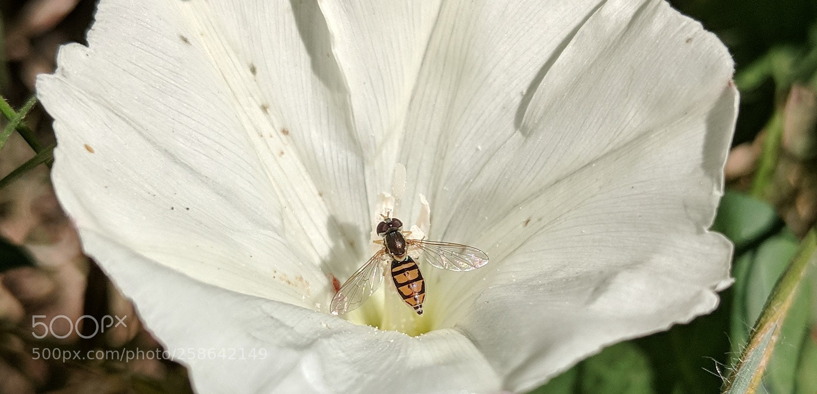 Google Pixel 2 XL sample photo. Untitled photography