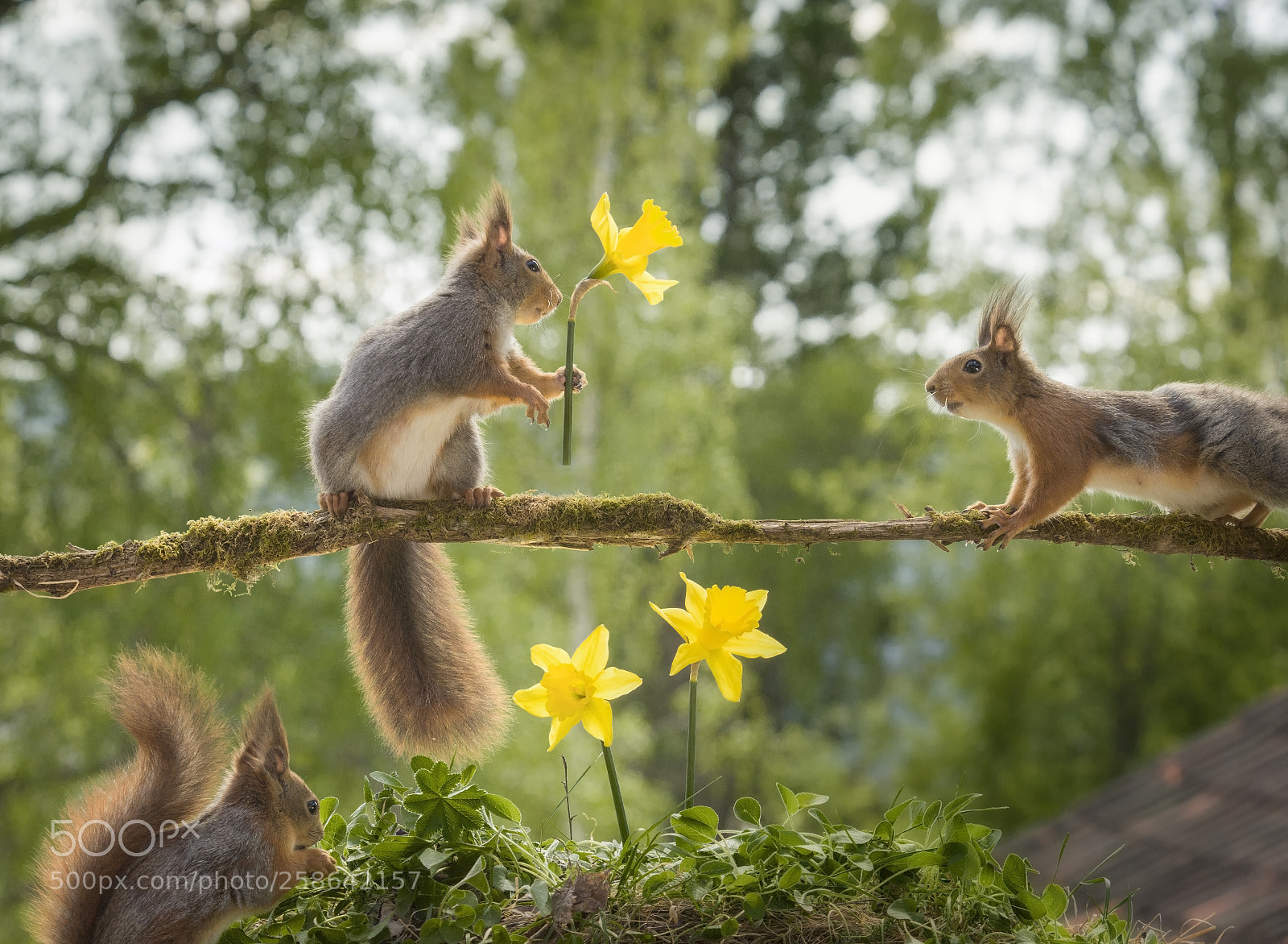 Nikon D810 sample photo. Red squirrels on an photography