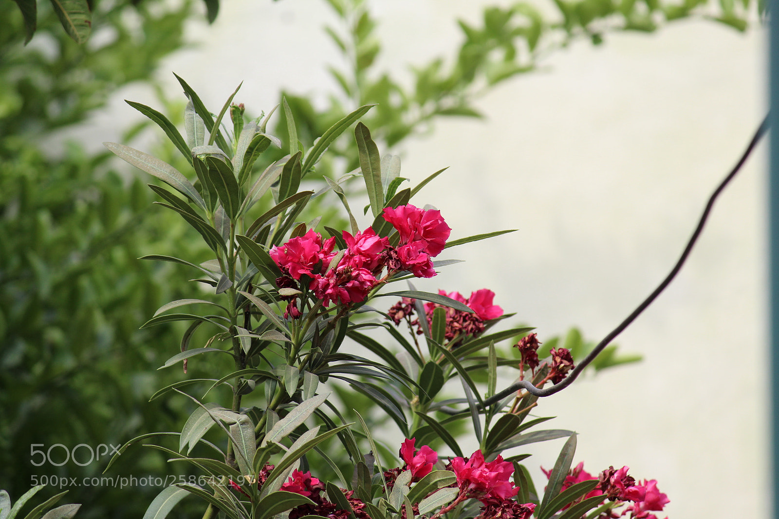 Canon EF-S 55-250mm F4-5.6 IS II sample photo. Festival eve photography