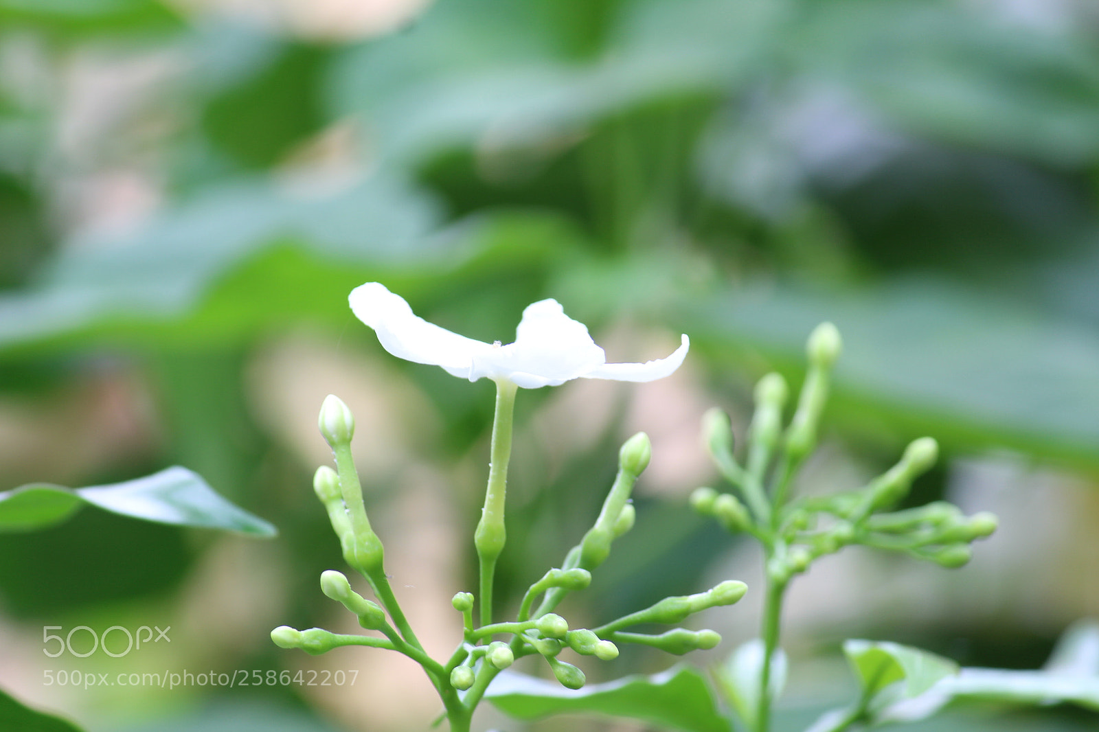 Canon EF-S 55-250mm F4-5.6 IS II sample photo. Festival eve photography