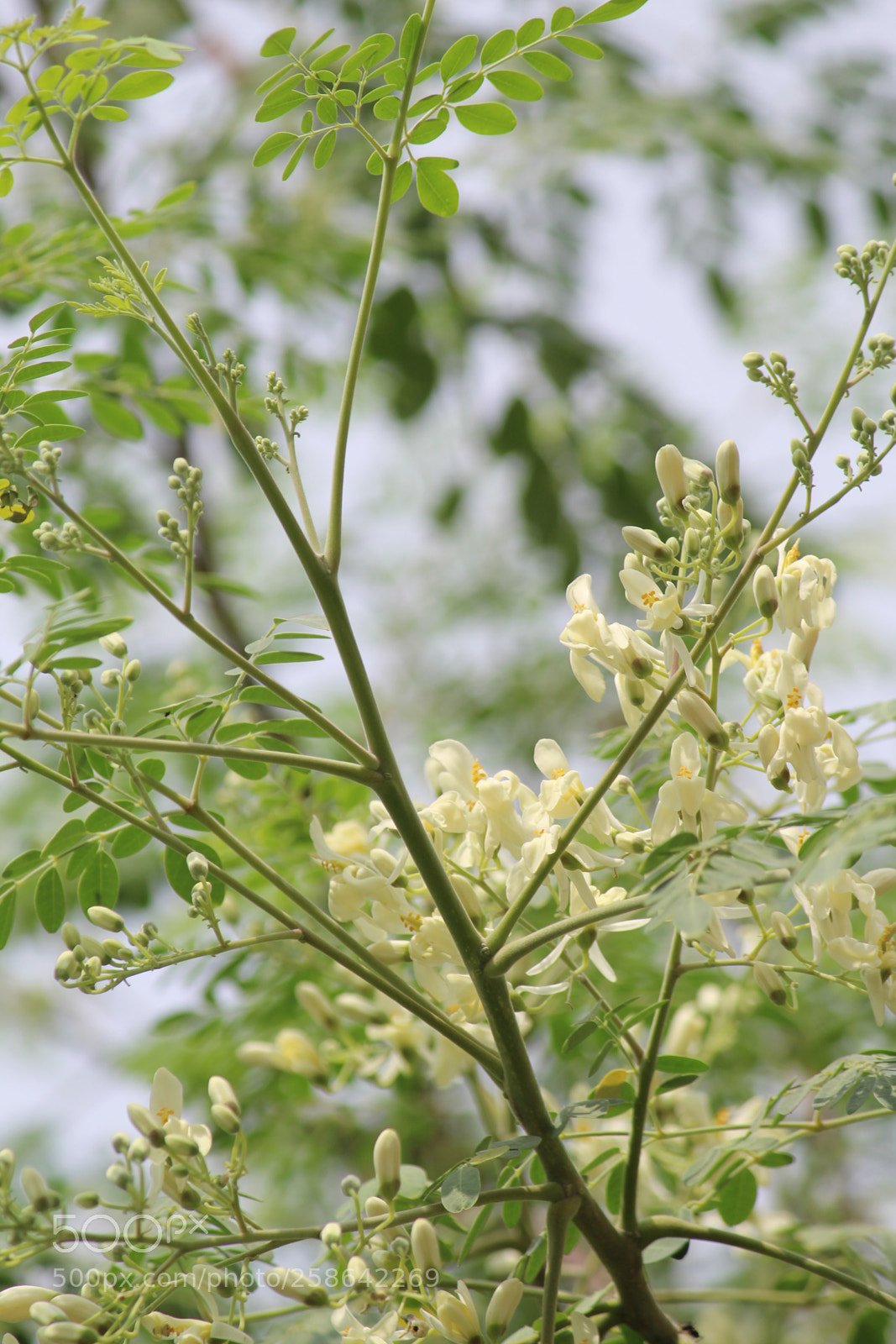 Canon EF-S 55-250mm F4-5.6 IS II sample photo. Festival eve photography