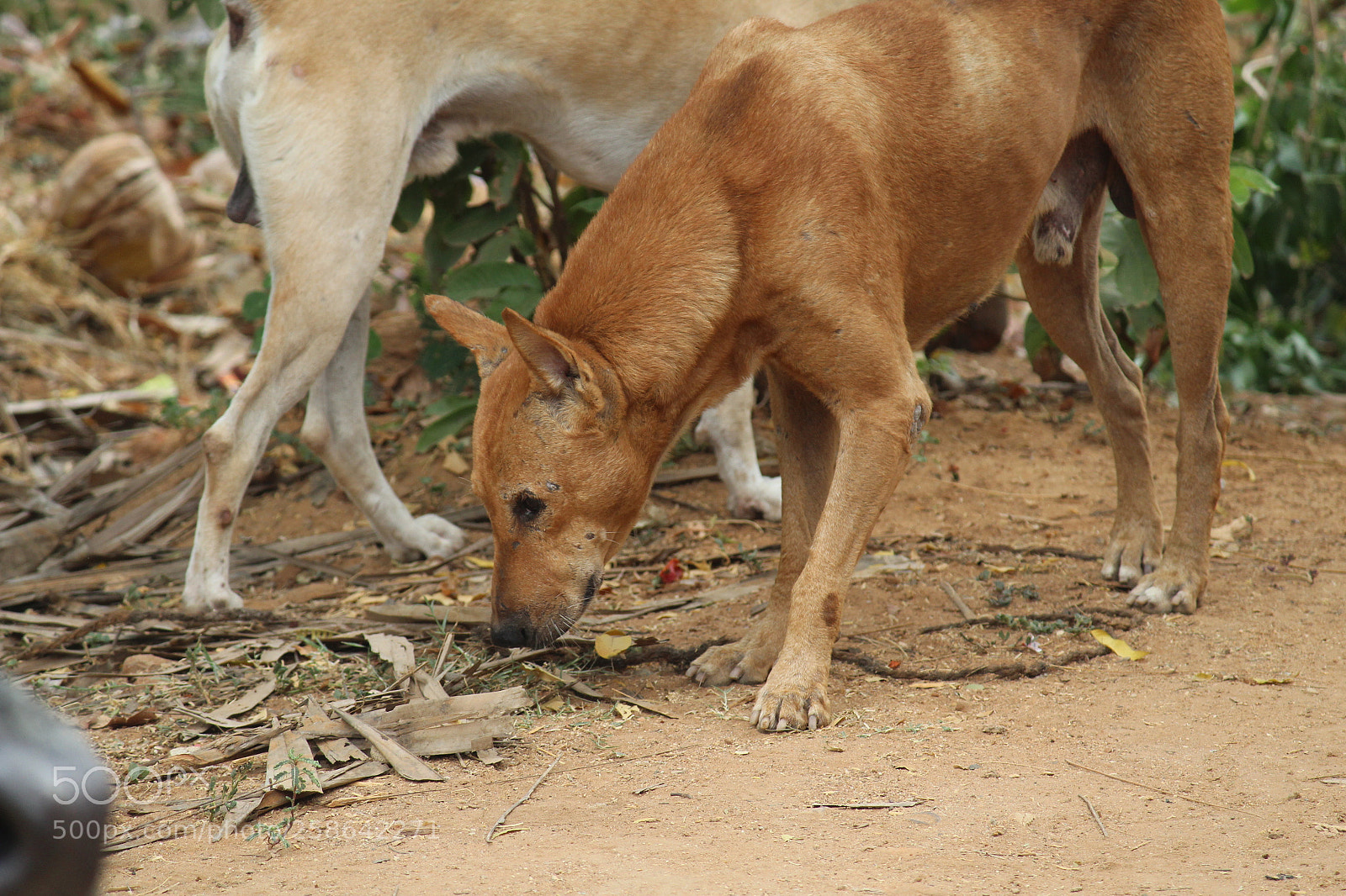 Canon EF-S 55-250mm F4-5.6 IS II sample photo. Street dogs photography