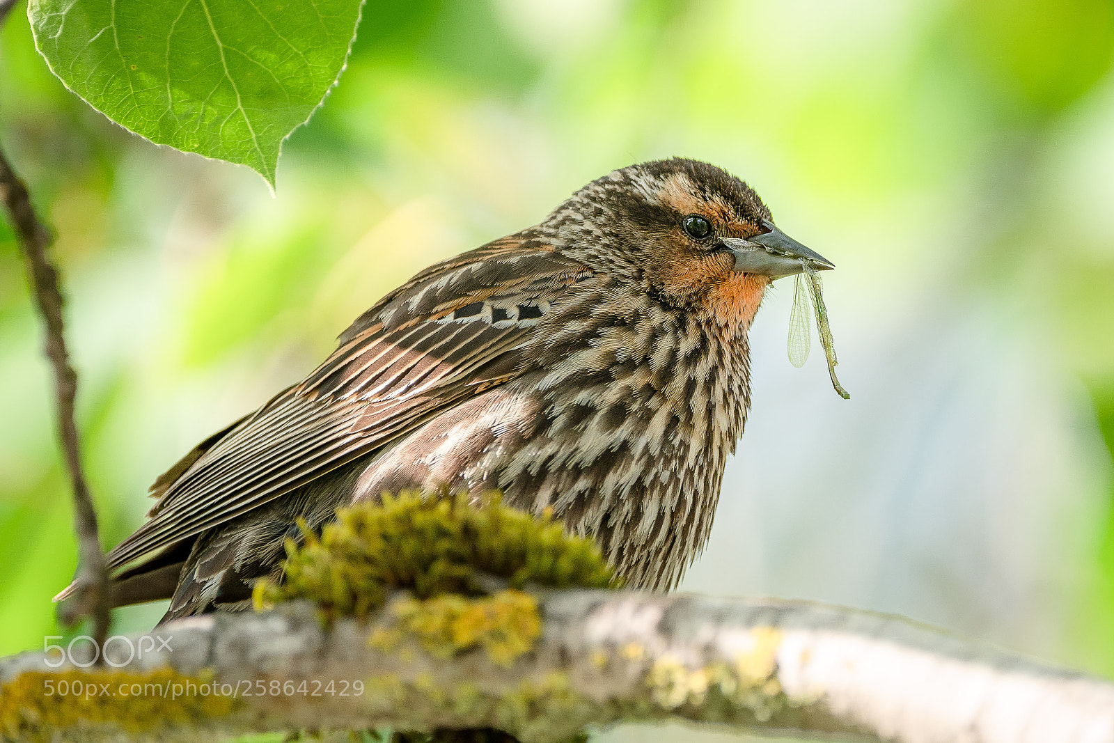 Sony a7R III sample photo. Bird photography
