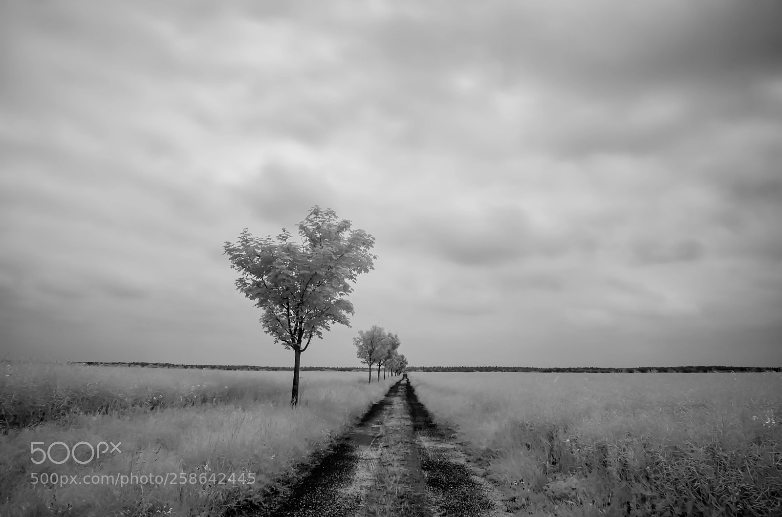 Nikon D5100 sample photo. Weg photography
