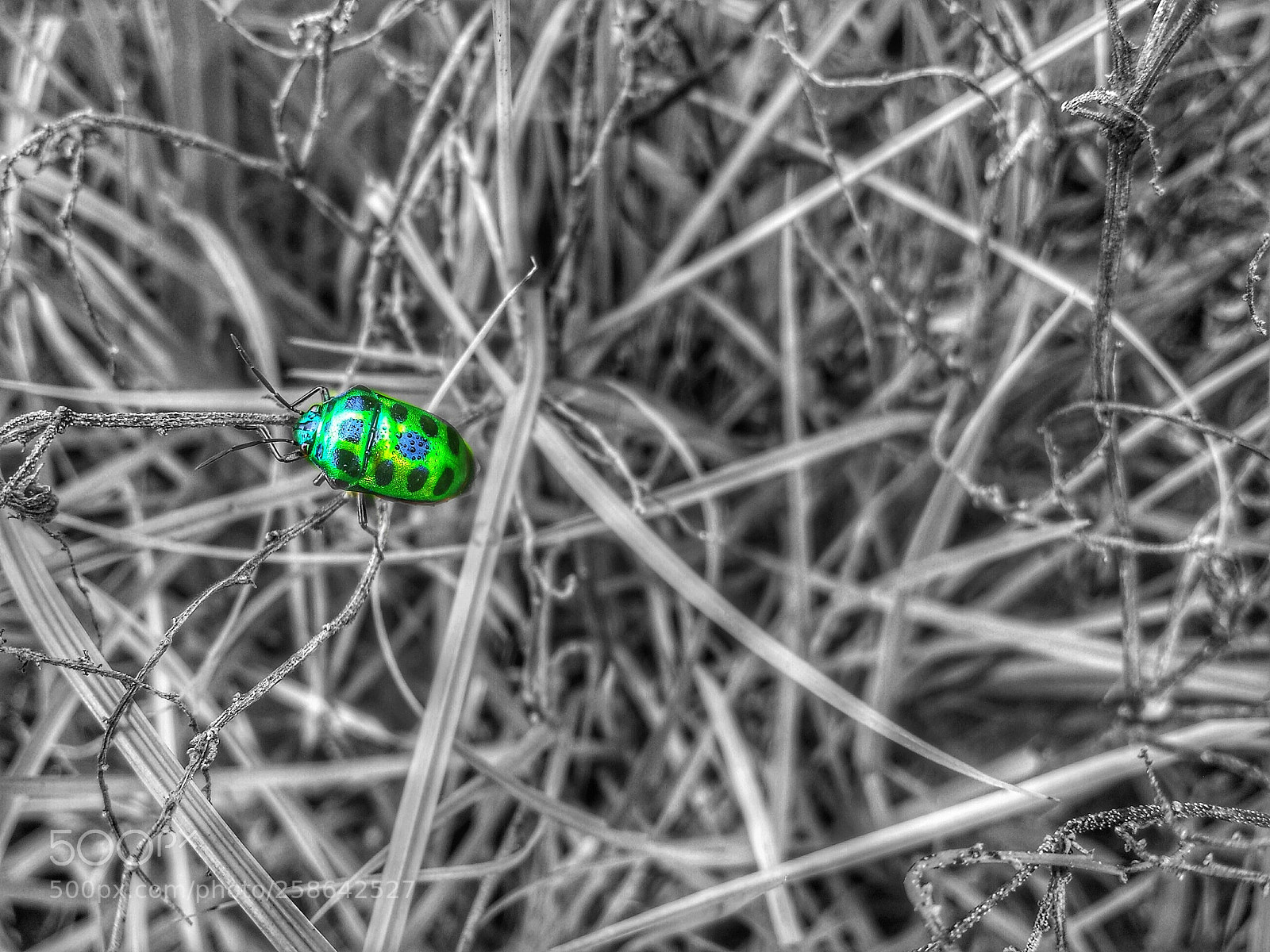 Samsung Galaxy S4 sample photo. A bug photography