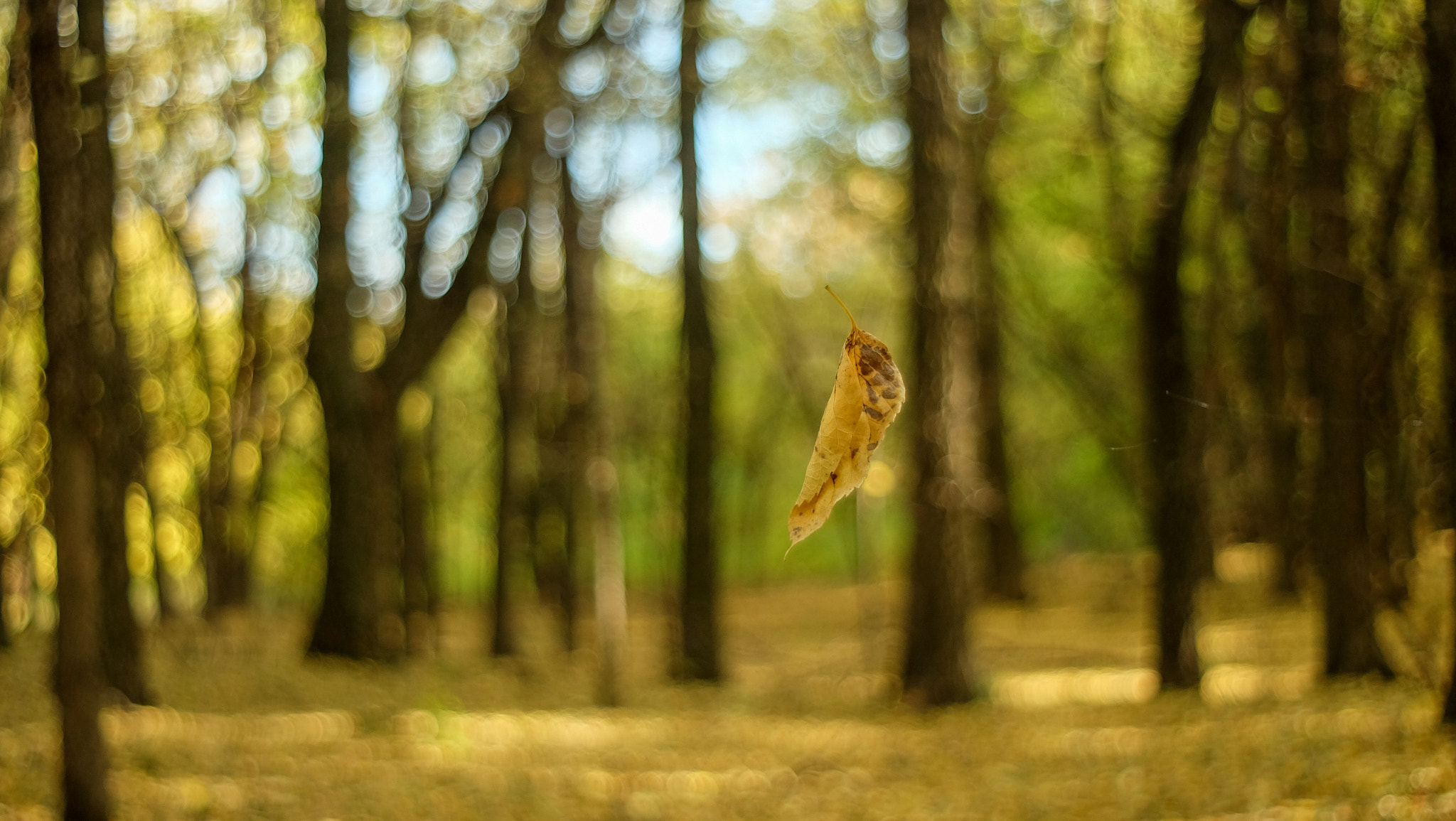 Fujifilm X-A1 sample photo