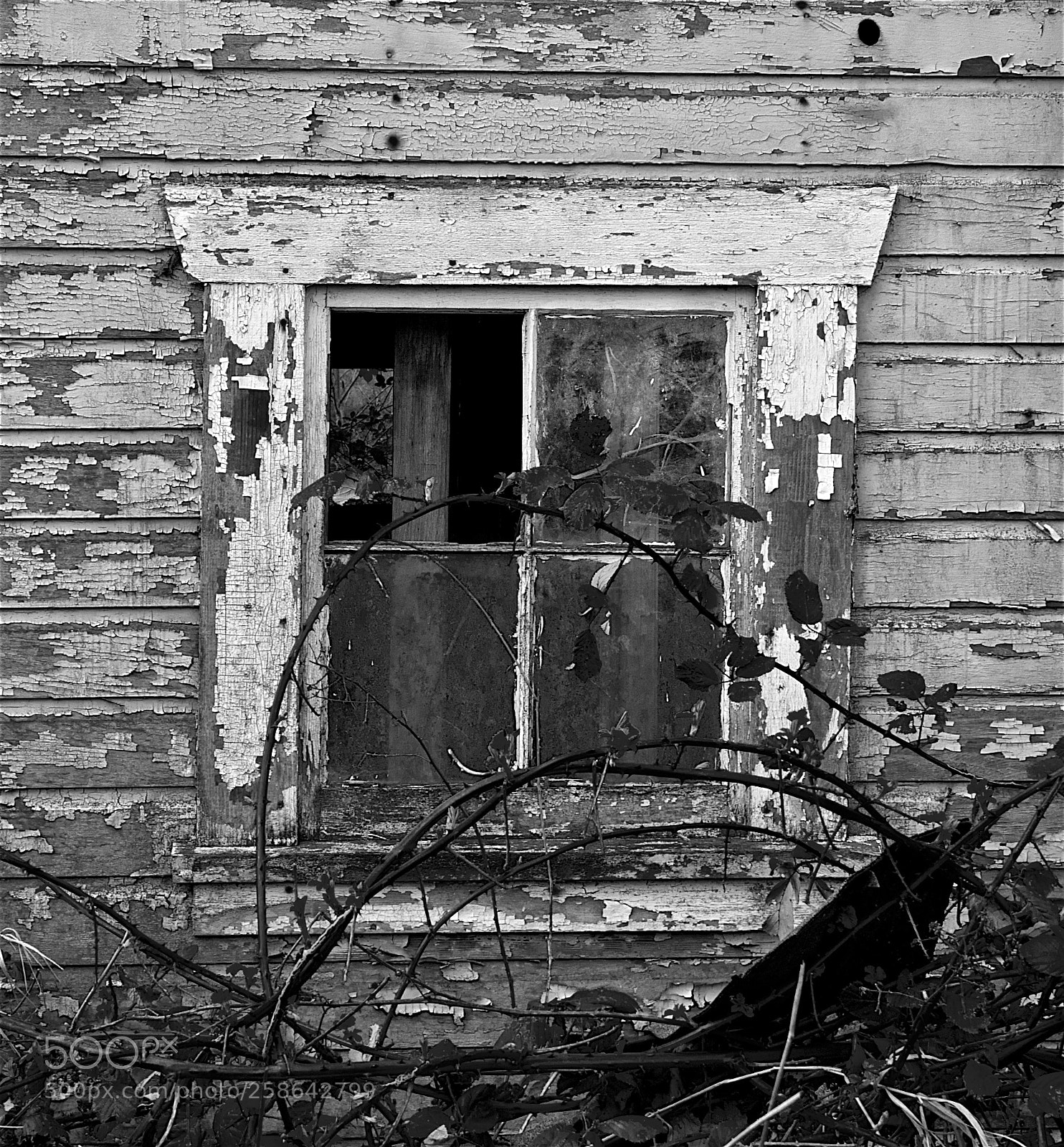 Nikon D300 sample photo. Paneless photography