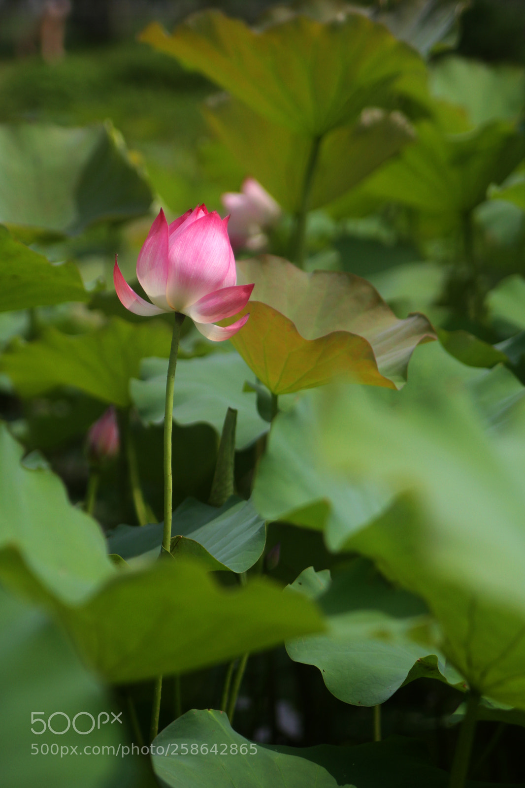 Canon EOS 7D sample photo. Lotus flower photography