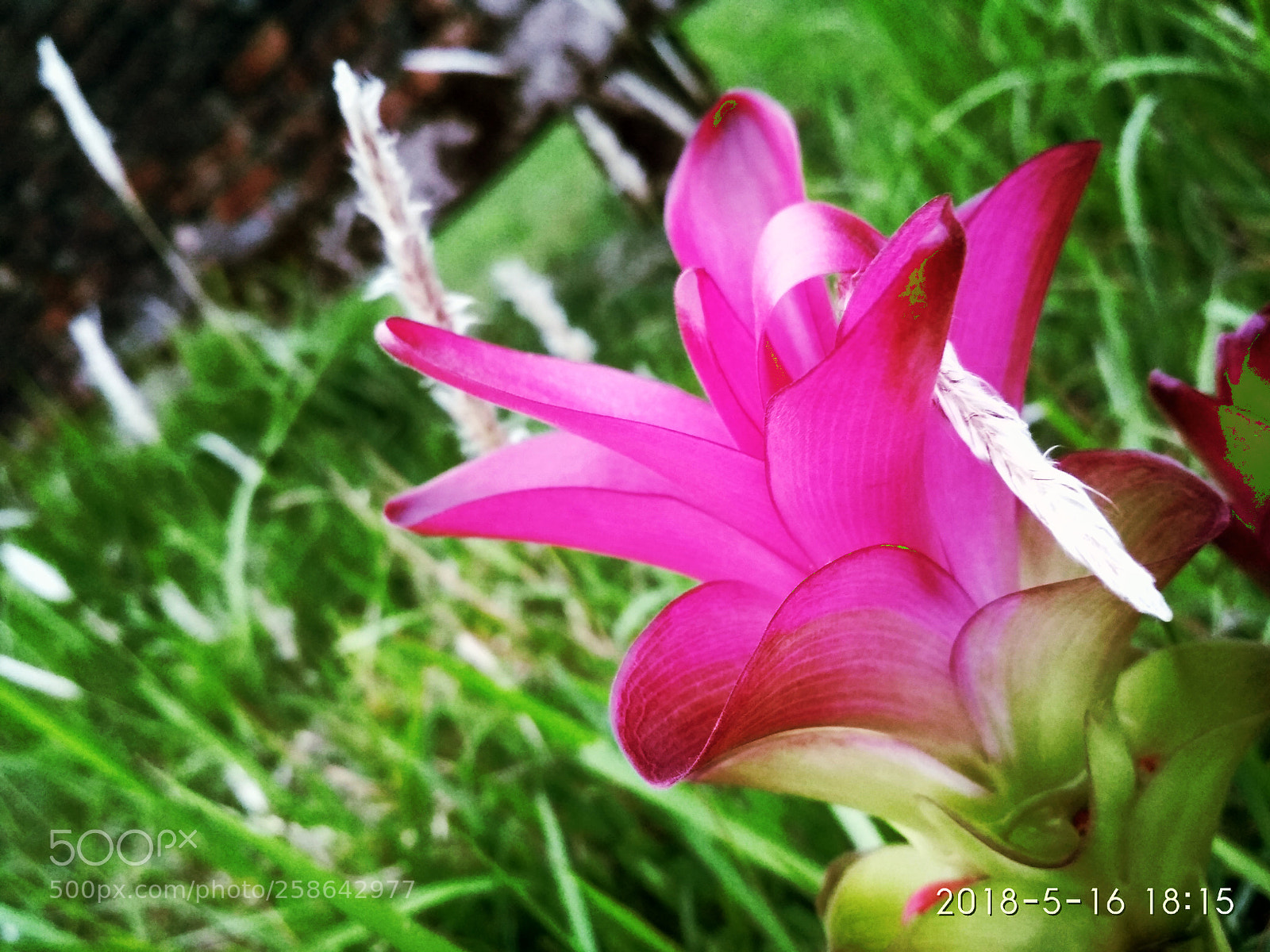 Xiaomi Redmi 4X sample photo. Untitled photography
