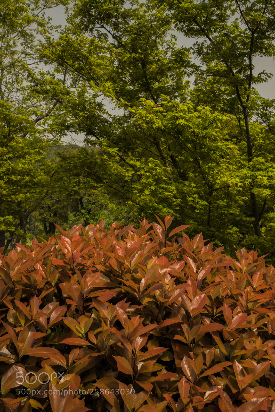 Canon EOS 6D Mark II sample photo. Phoenix park photography