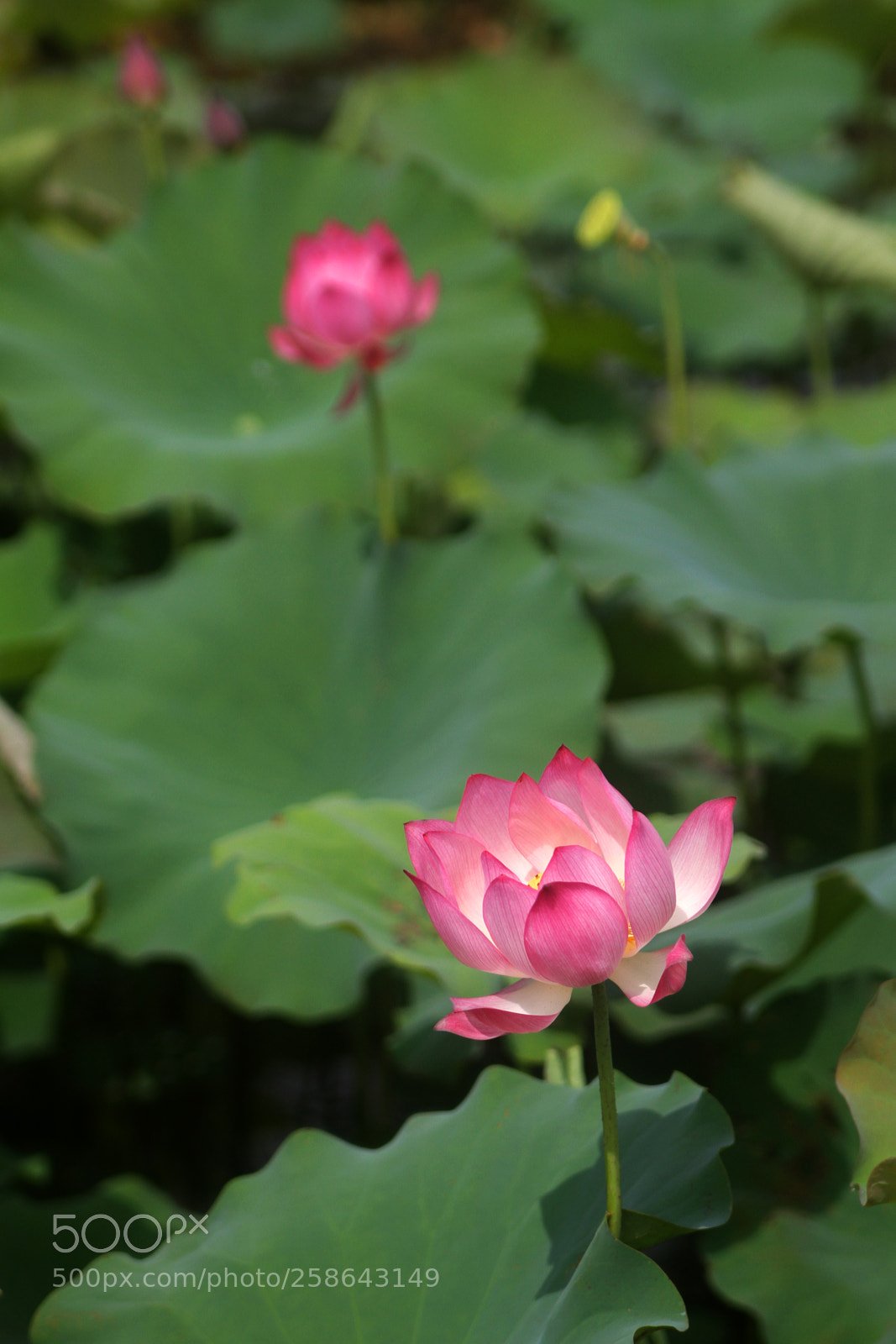 Canon EOS 7D sample photo. Lotus in a row photography