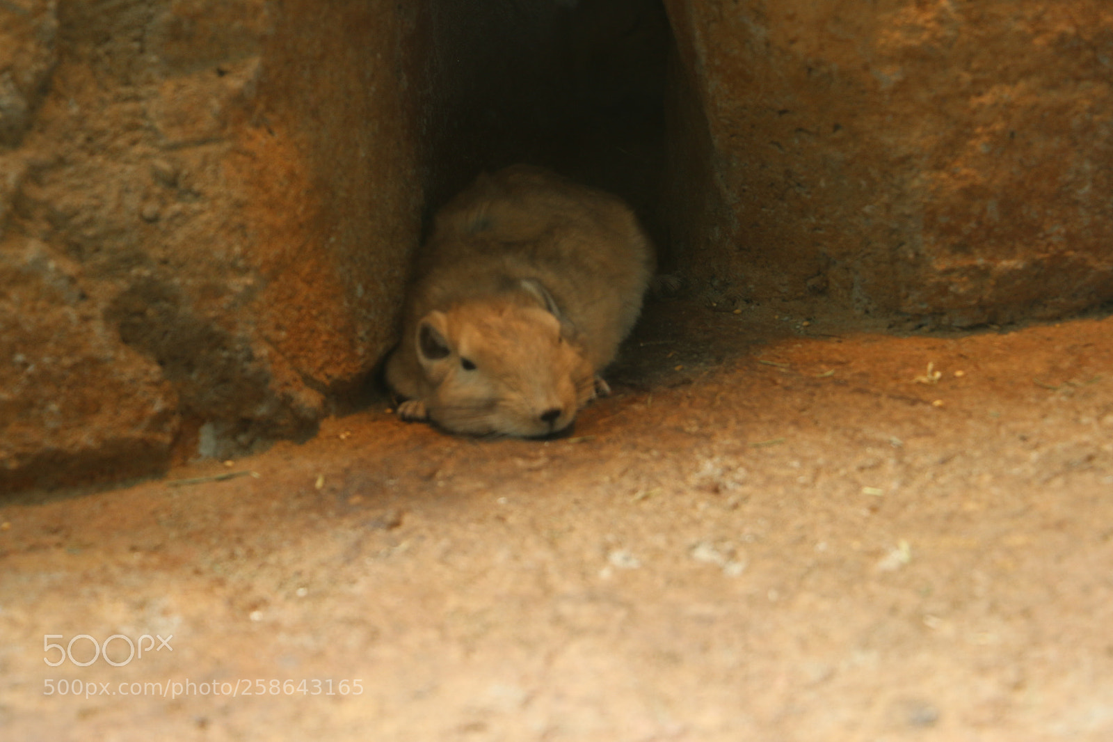 Canon EOS 70D sample photo. Img photography