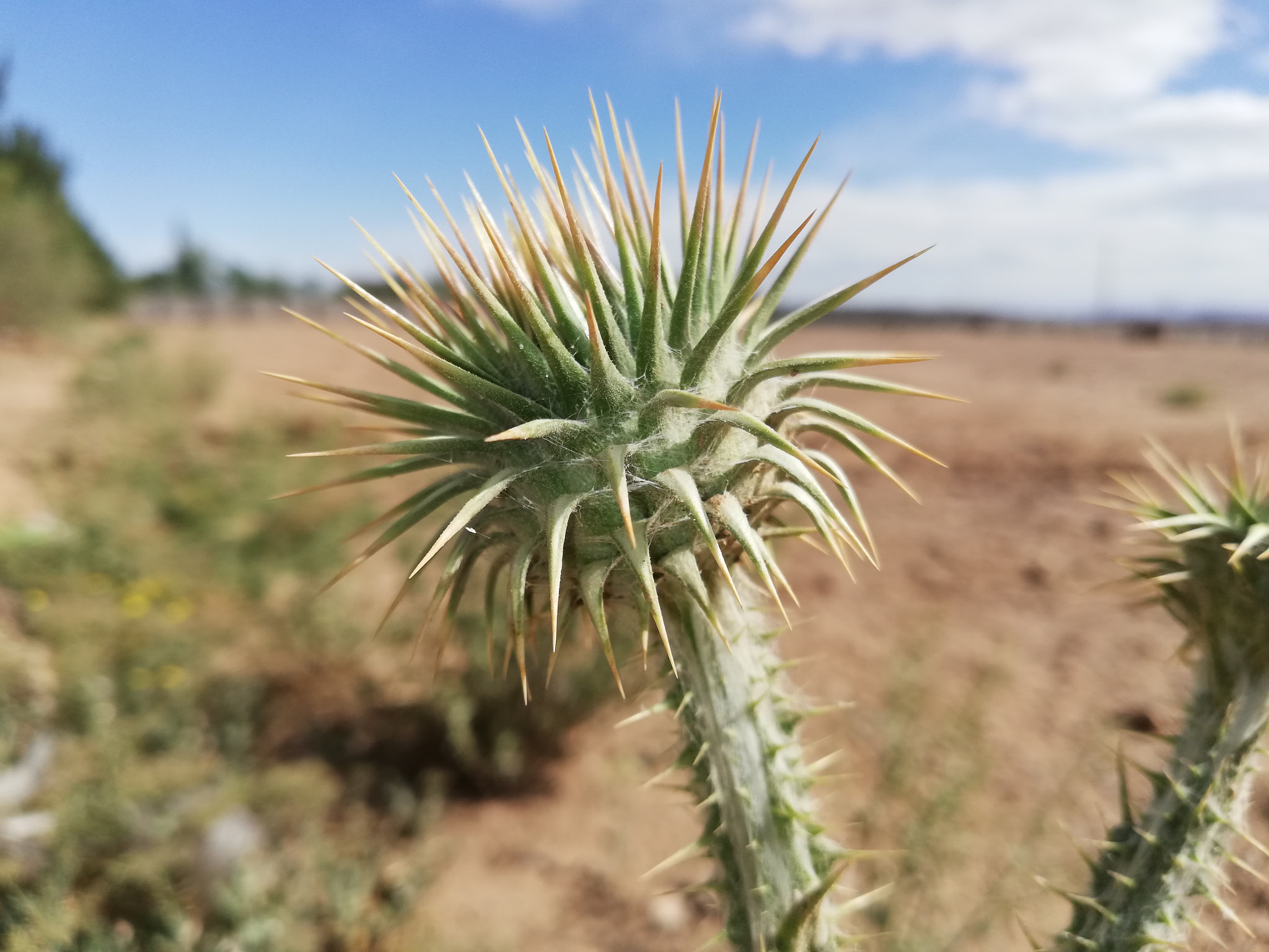 HUAWEI Mate 10 Lite sample photo. Macro photography