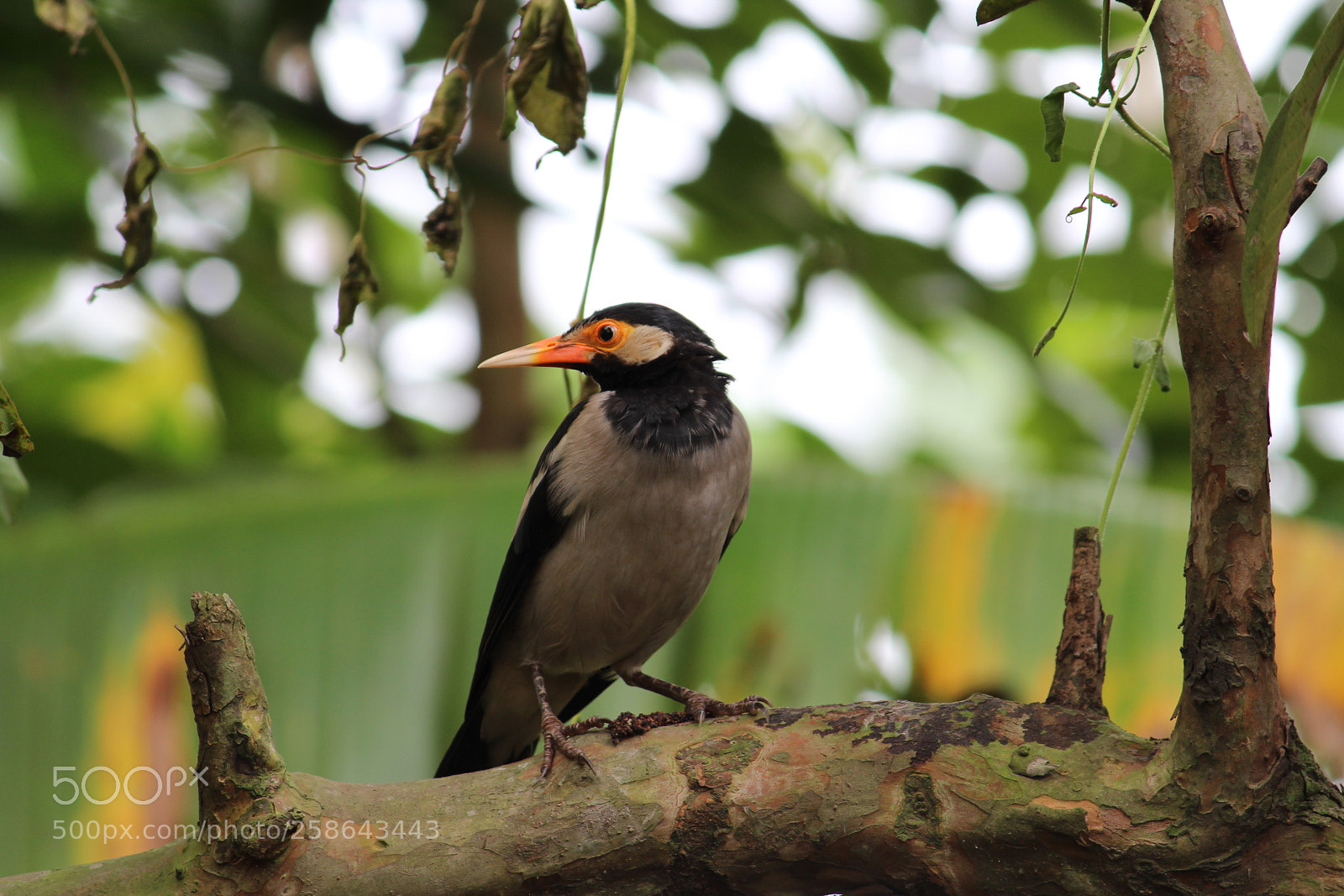 Canon EF-S 55-250mm F4-5.6 IS II sample photo. Bird photography