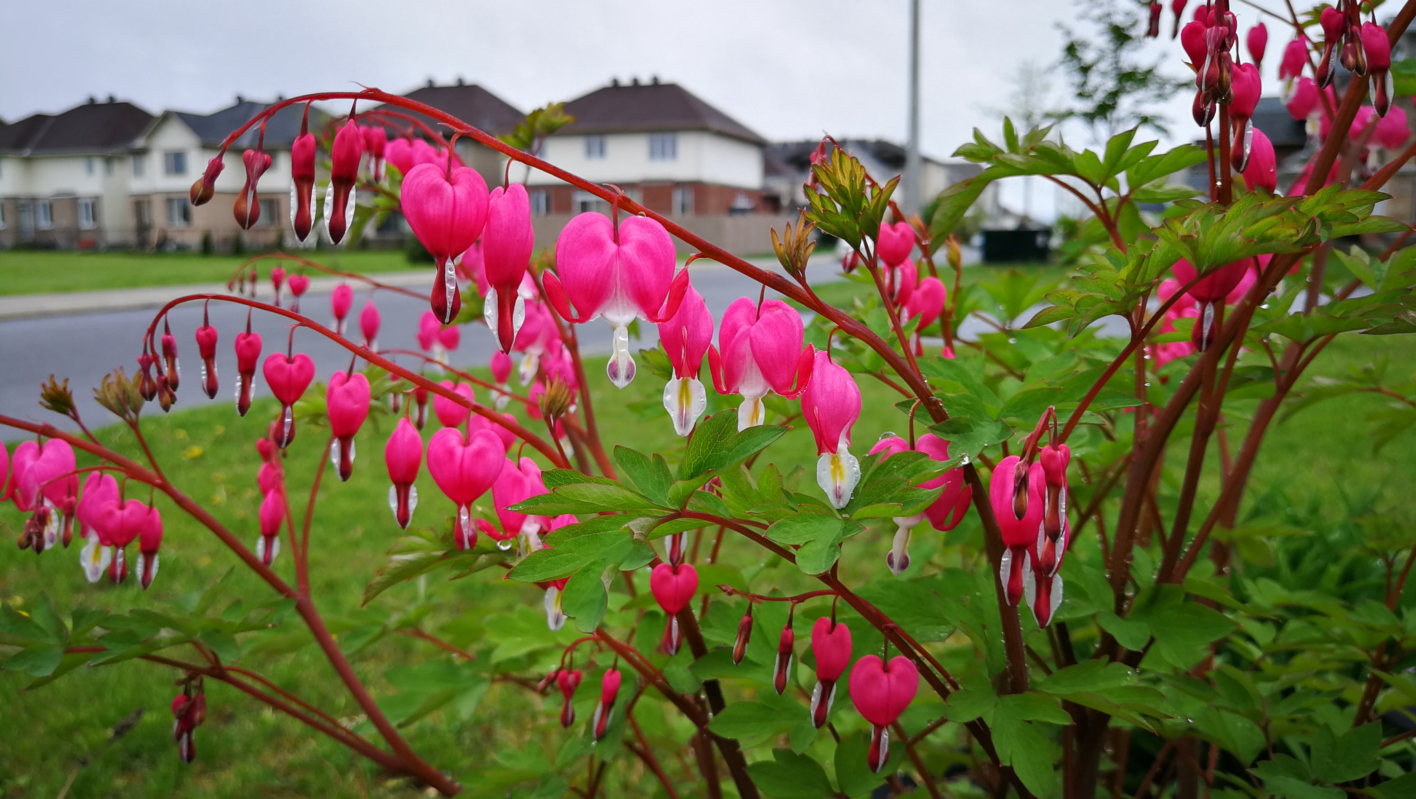 HUAWEI P10 Plus sample photo. Bleeding heart photography