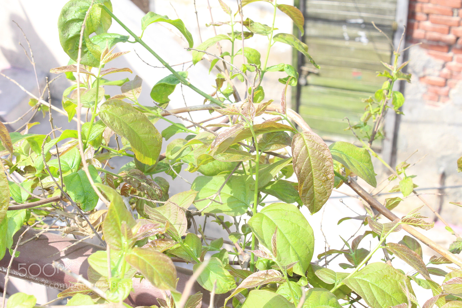 Canon EOS 700D (EOS Rebel T5i / EOS Kiss X7i) sample photo. Green vines photography