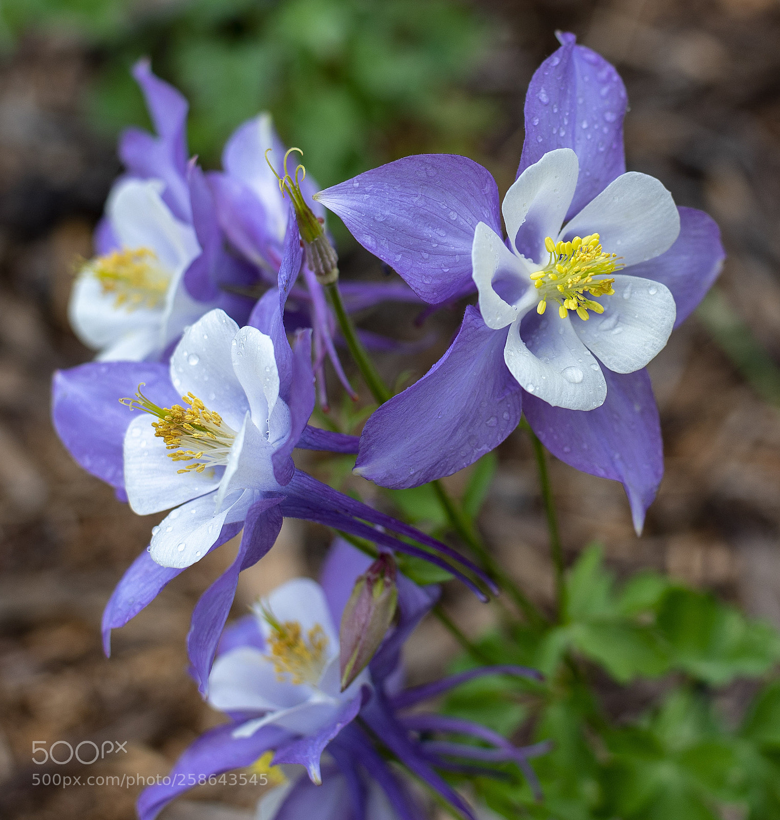 Nikon D750 sample photo. Into the columbines photography