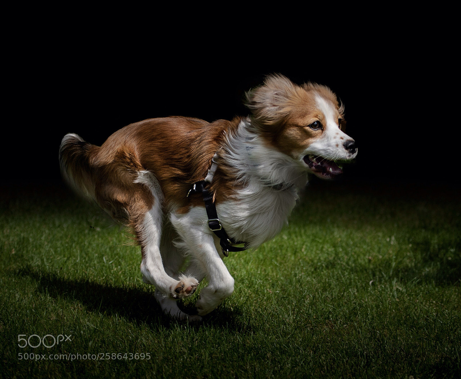 Nikon D750 sample photo. Hurry photography