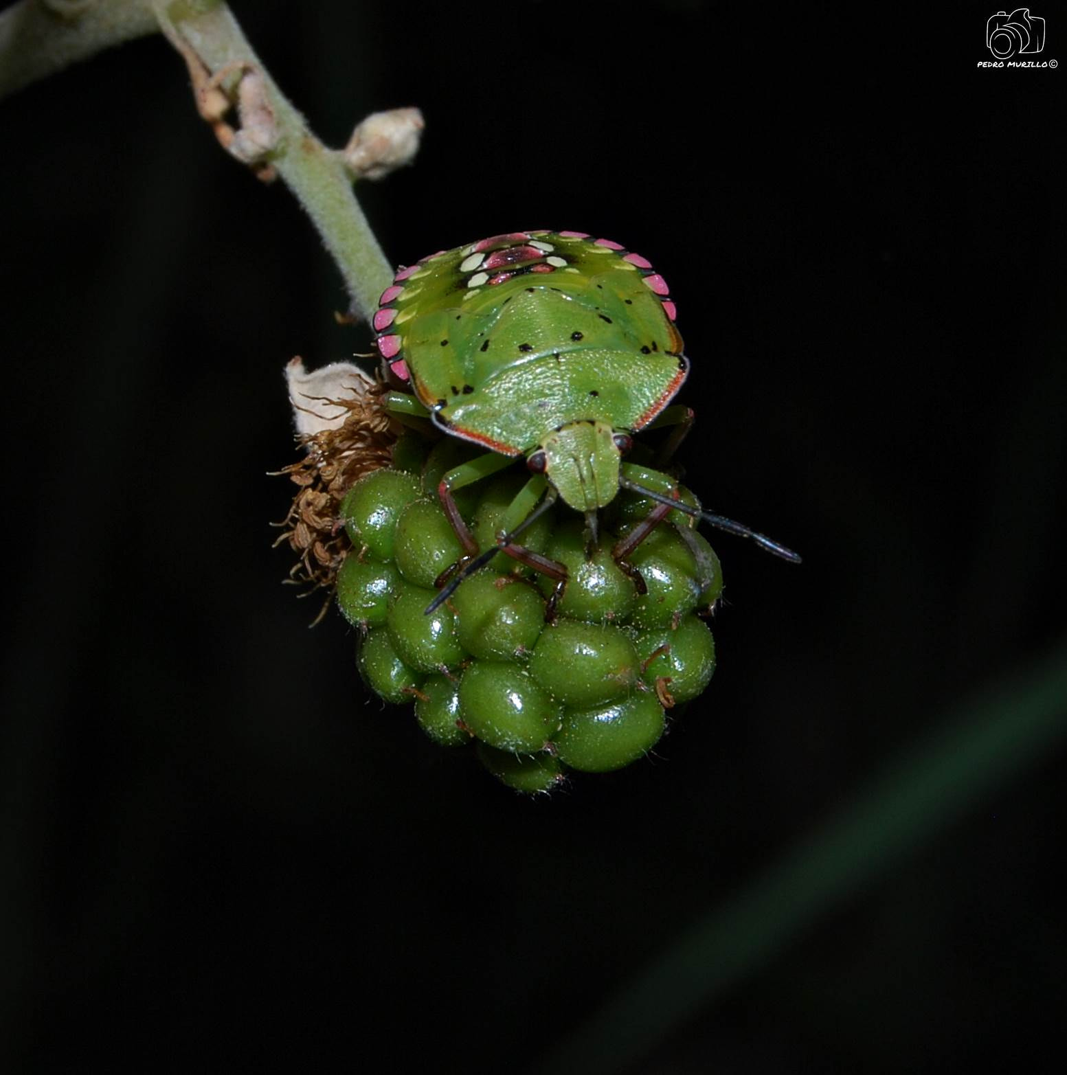 Nikon D60 sample photo
